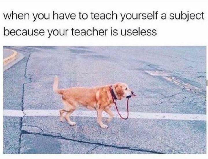 Stupid dog can’t walk itself or some quote from an early JonTron video