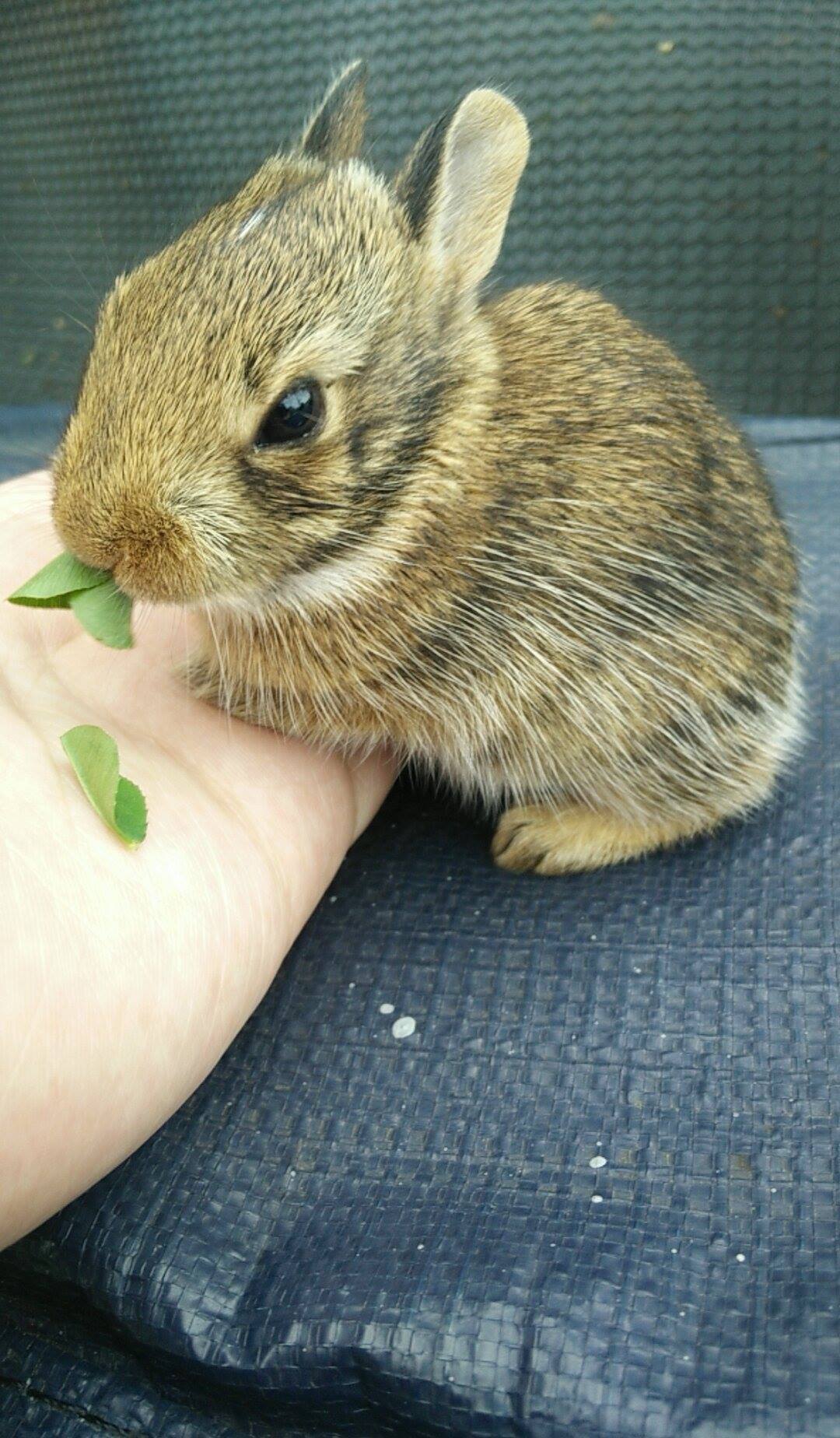 BUN ALERT Baby Cottontail eating clover r/Eyebleach
