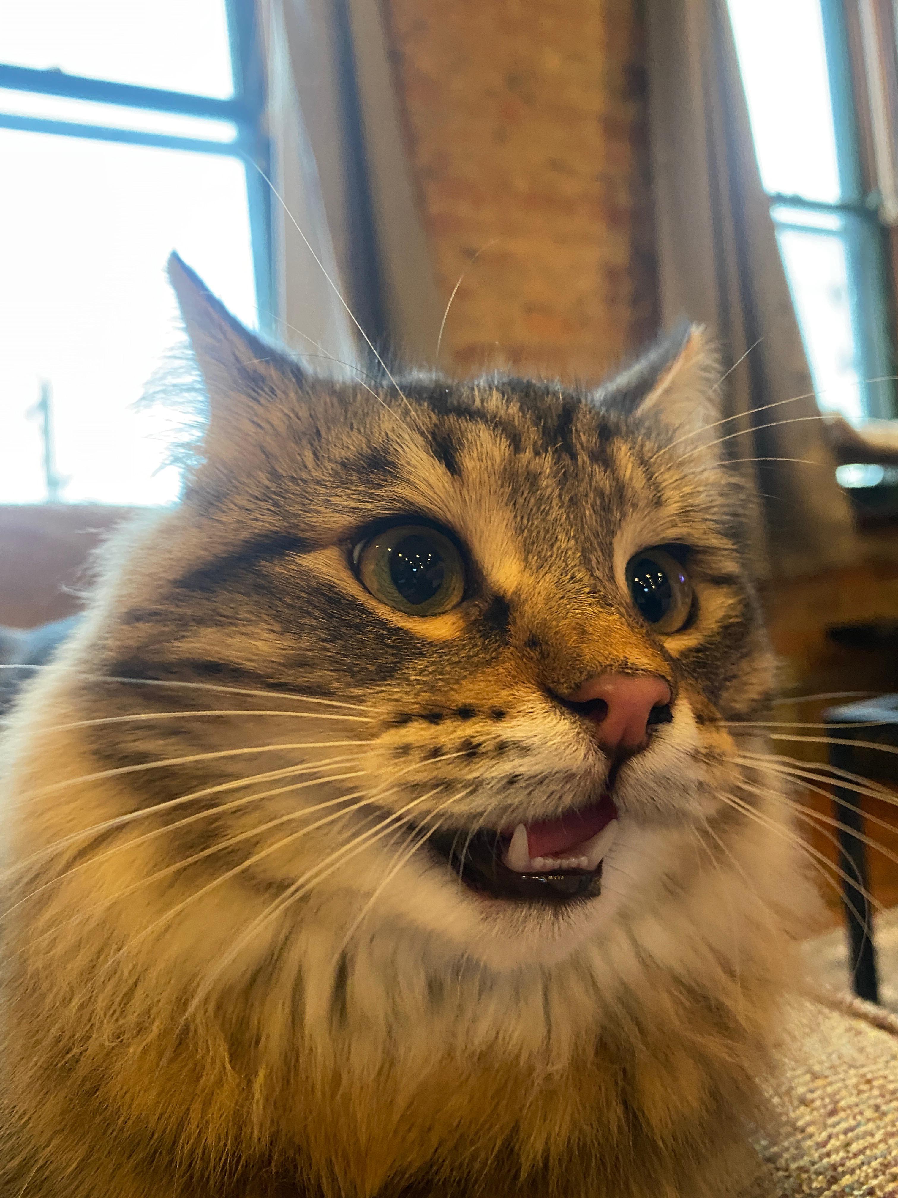 anyone have a cats only vet r/cincinnati