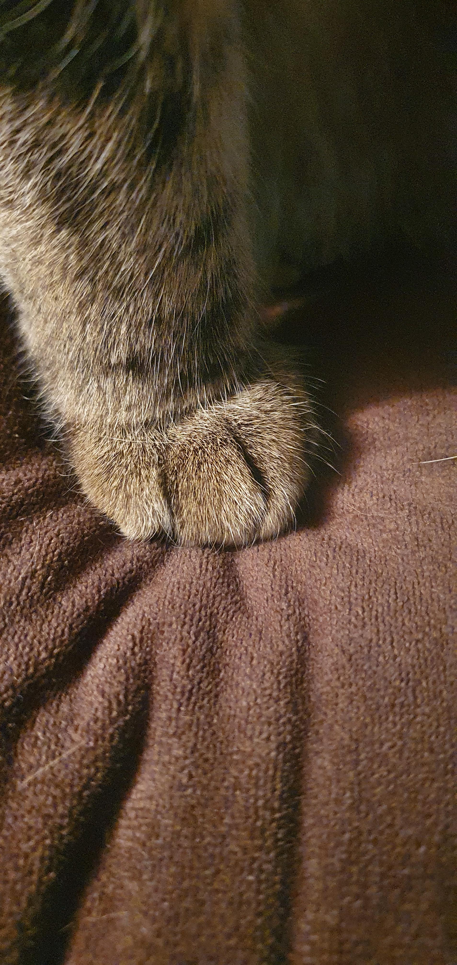 Just my cats foot 😍 r/cats