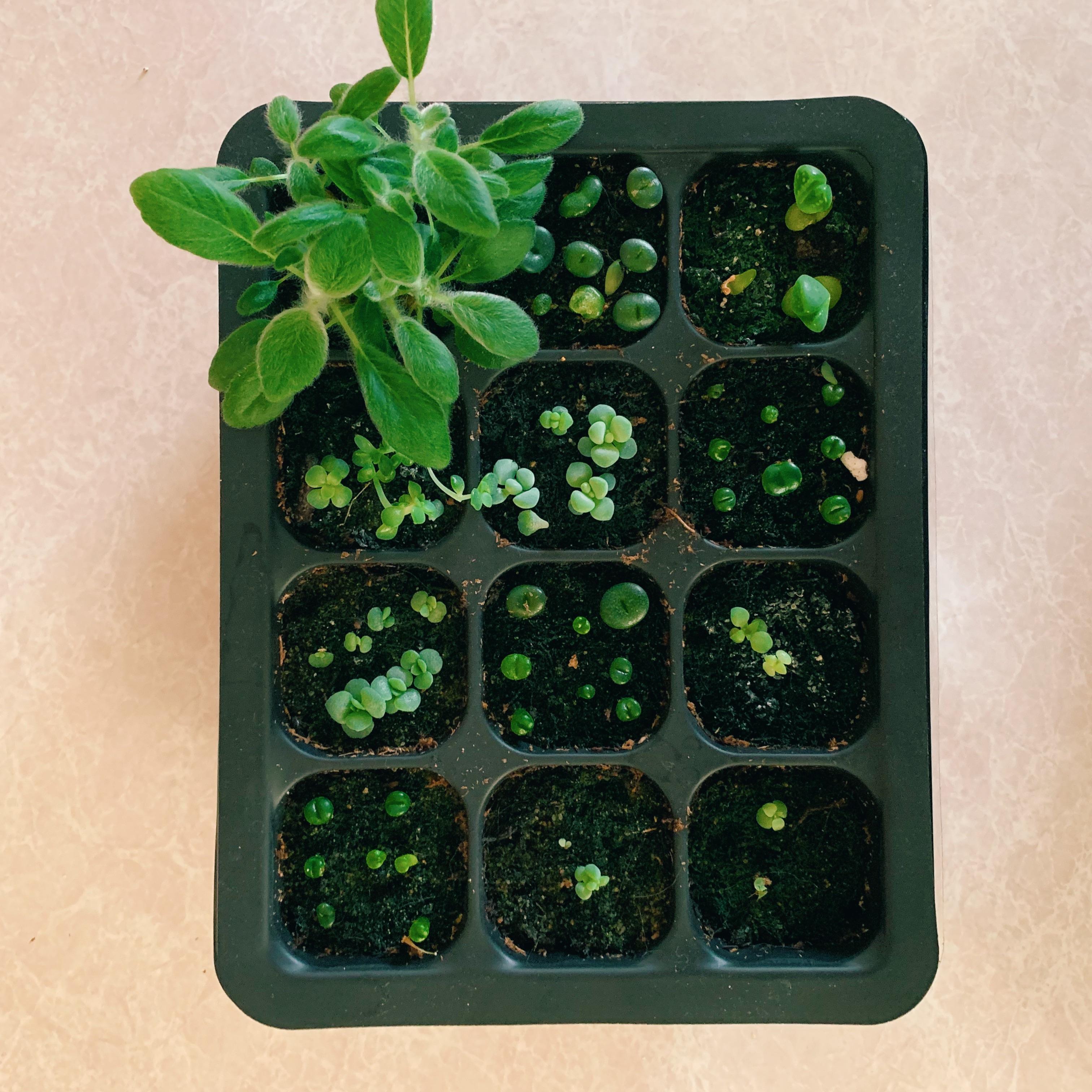 Succulents growing from seeds since Oct 🥰 r/succulents