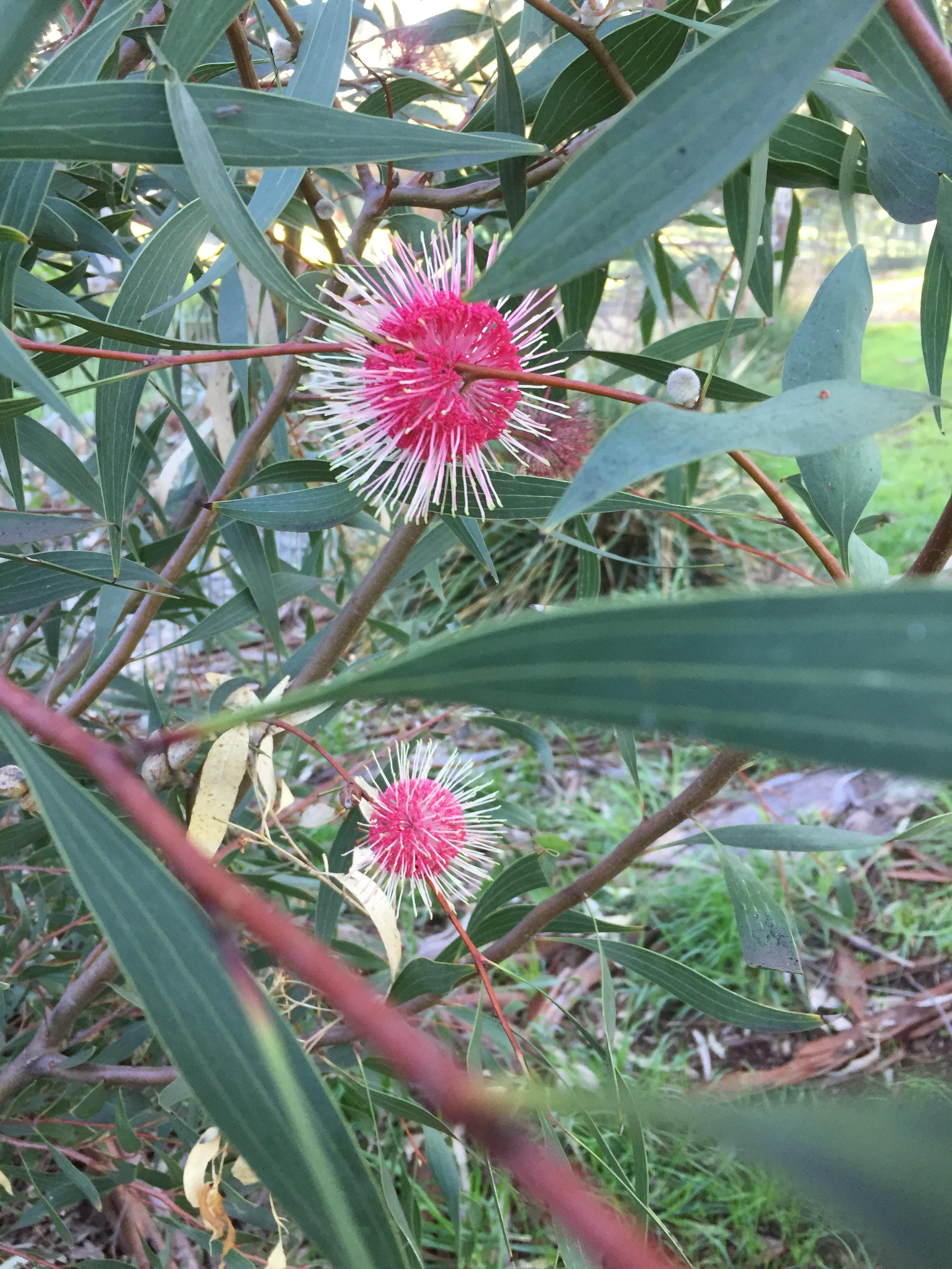I love that these flower in winter r/Adelaide