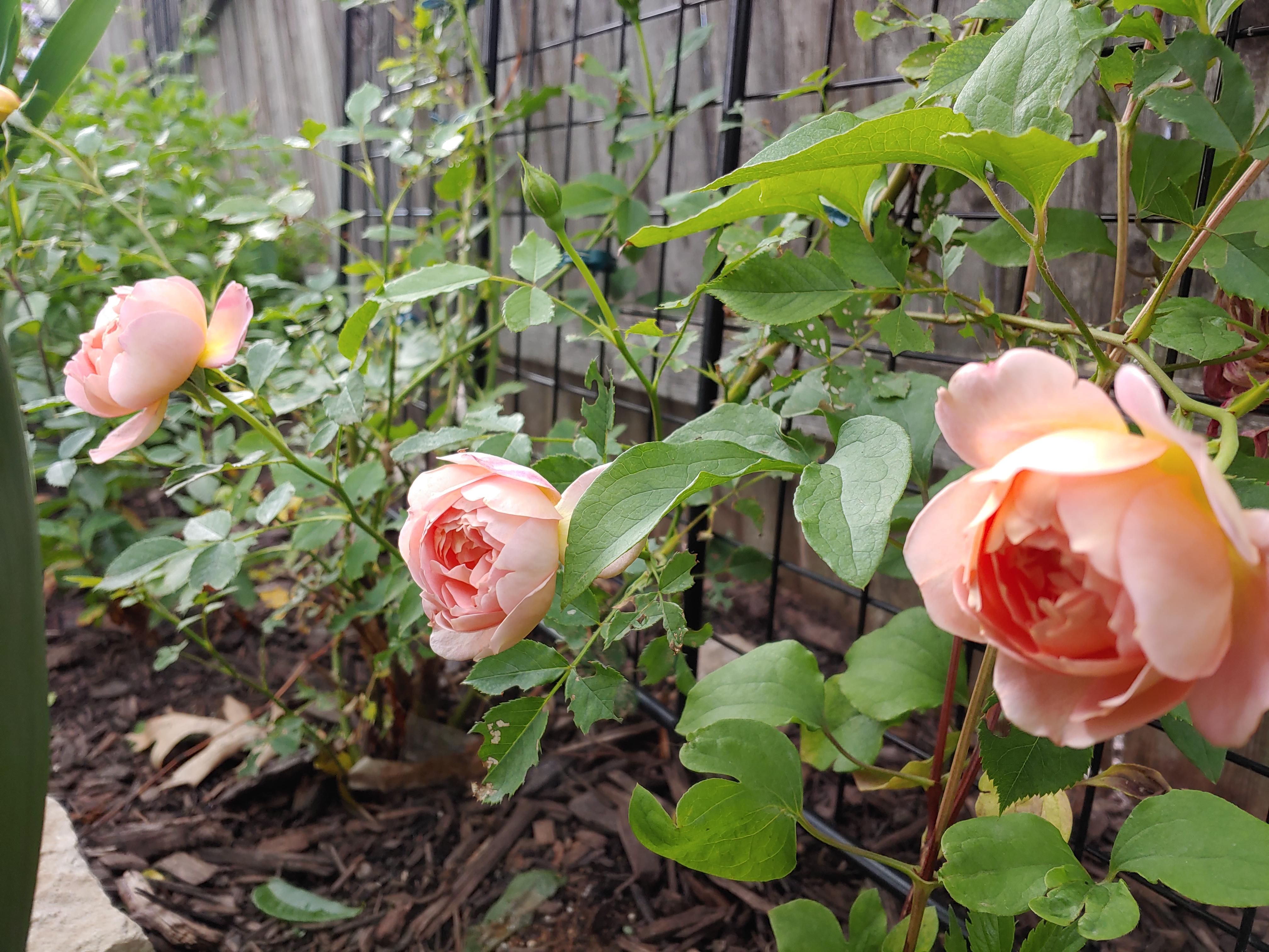 First blooms this year on Lady of Shalott climbing rose. A perfect trio