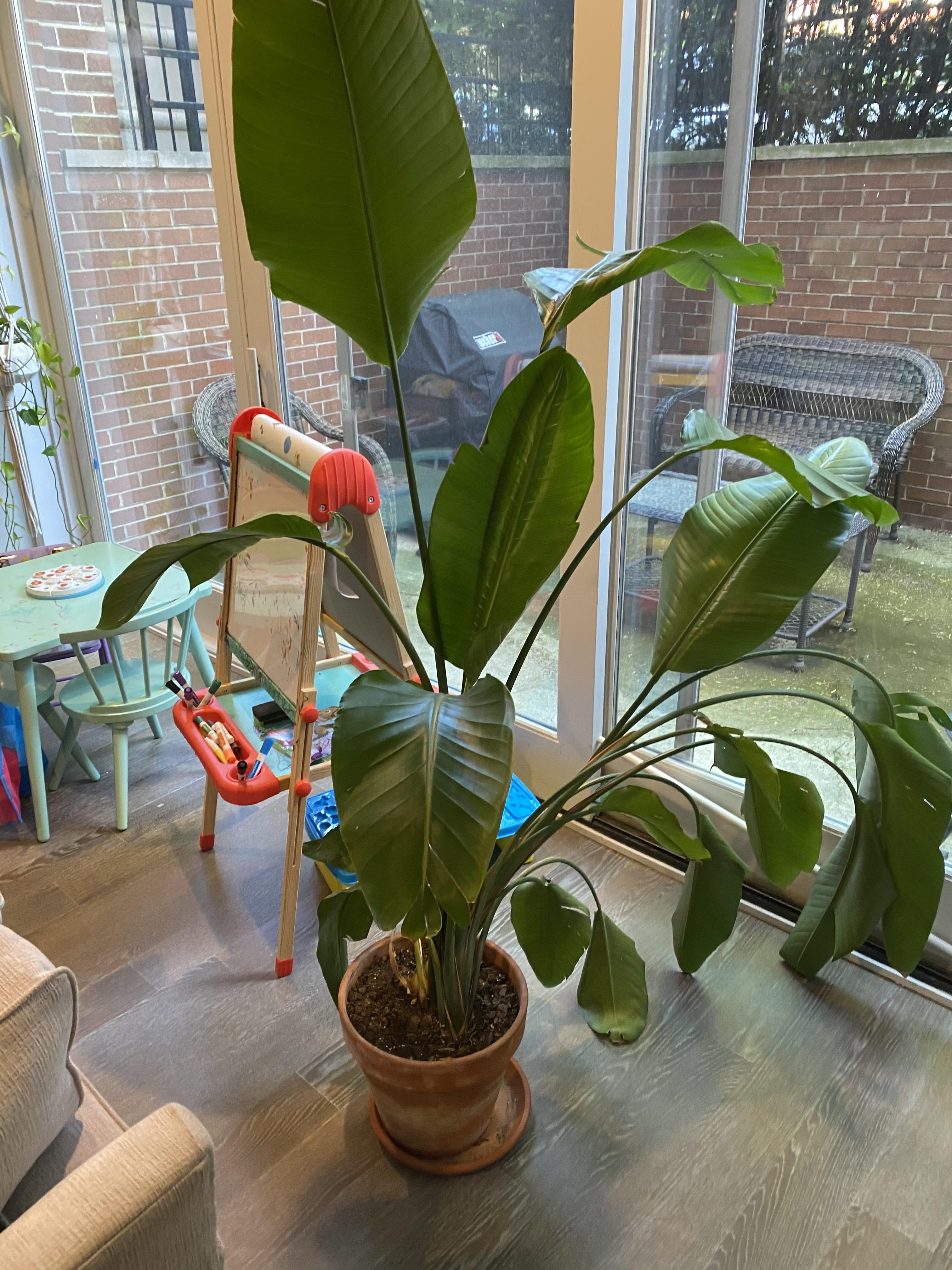 Need help with a drooping bird of paradise (further info in comments