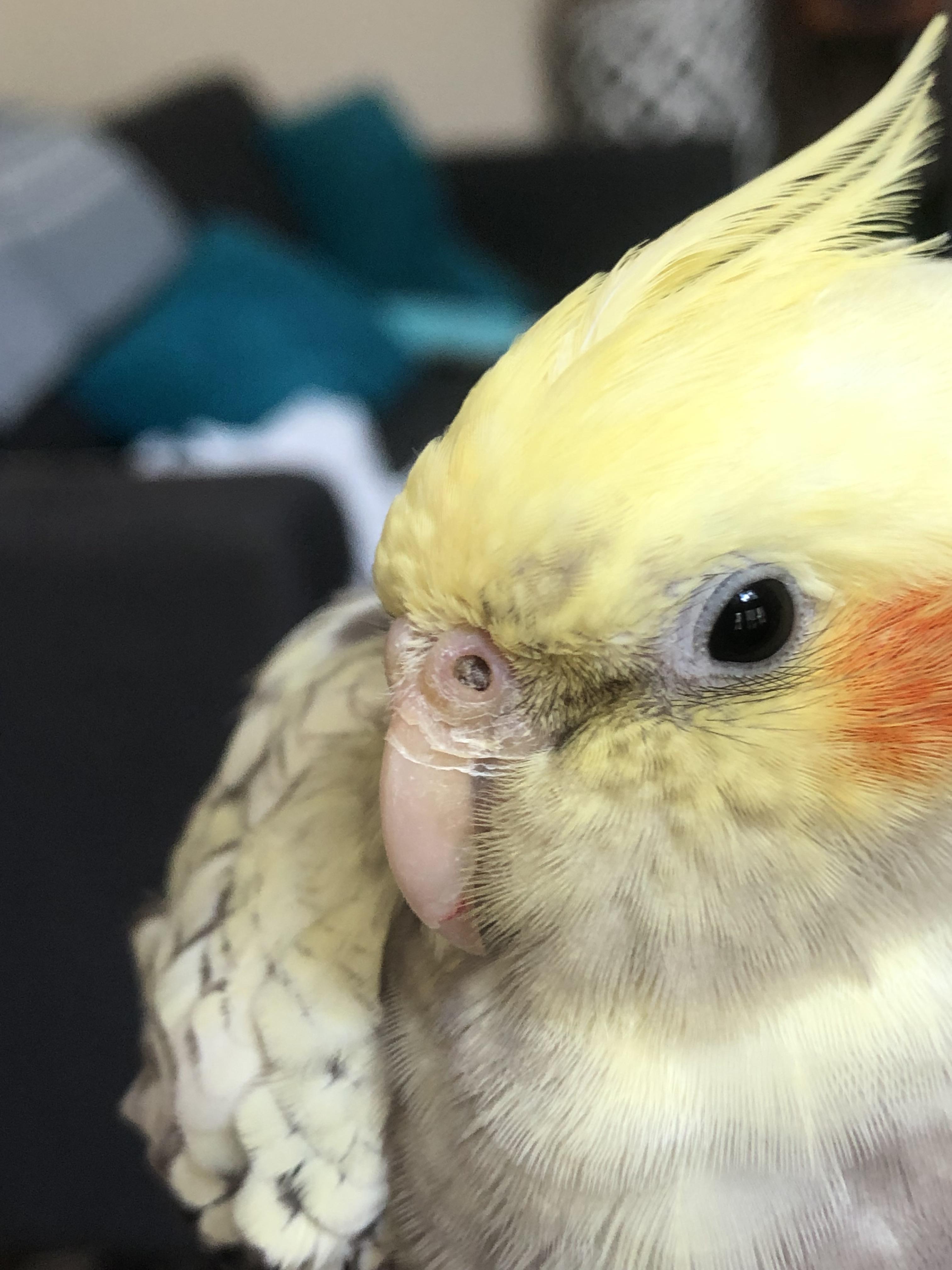 Is his cere/nostrils normal, or is something wrong? (I’m not sure what