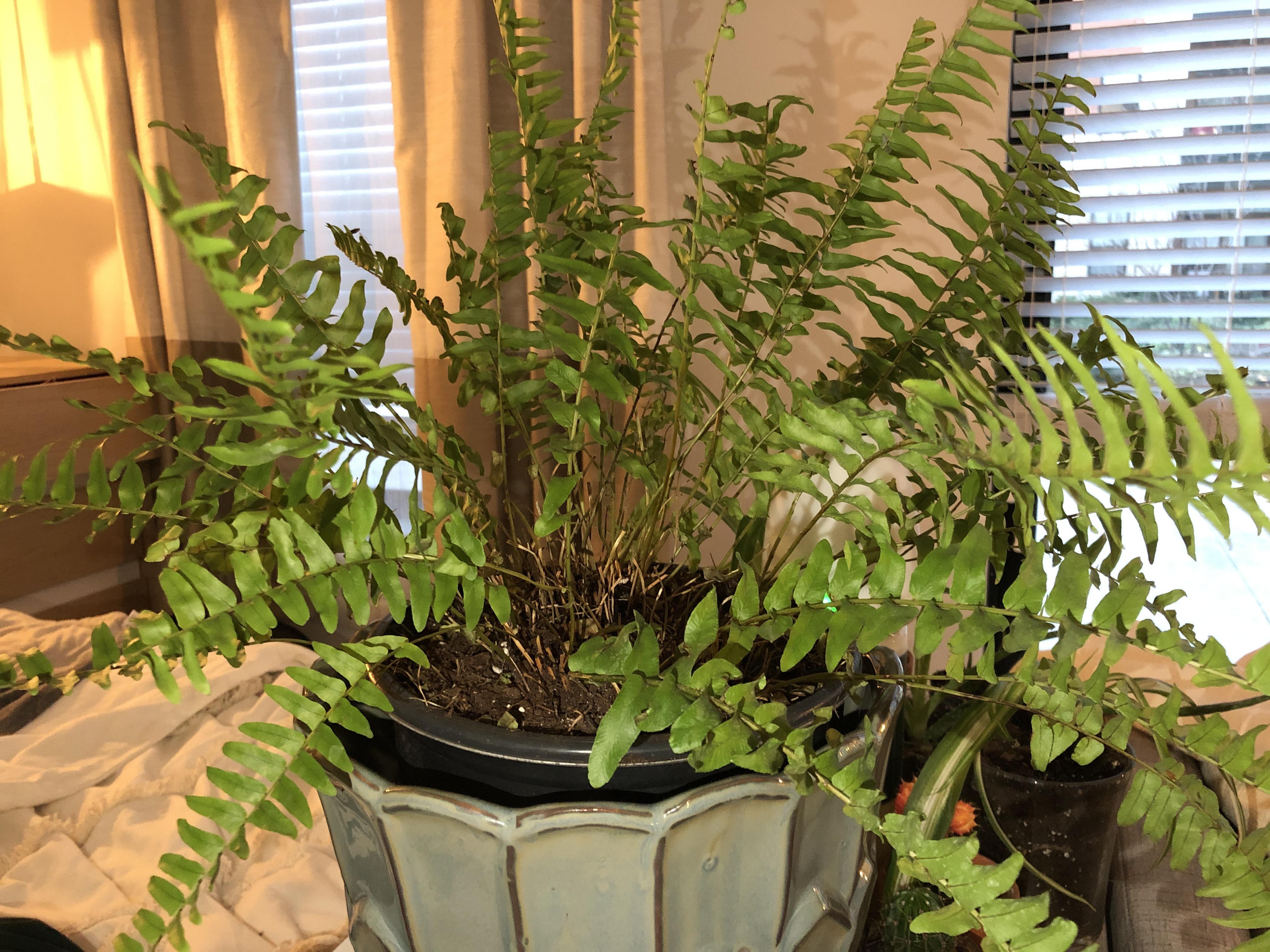 Boston Fern Turning Brown You can help your boston fern flourish