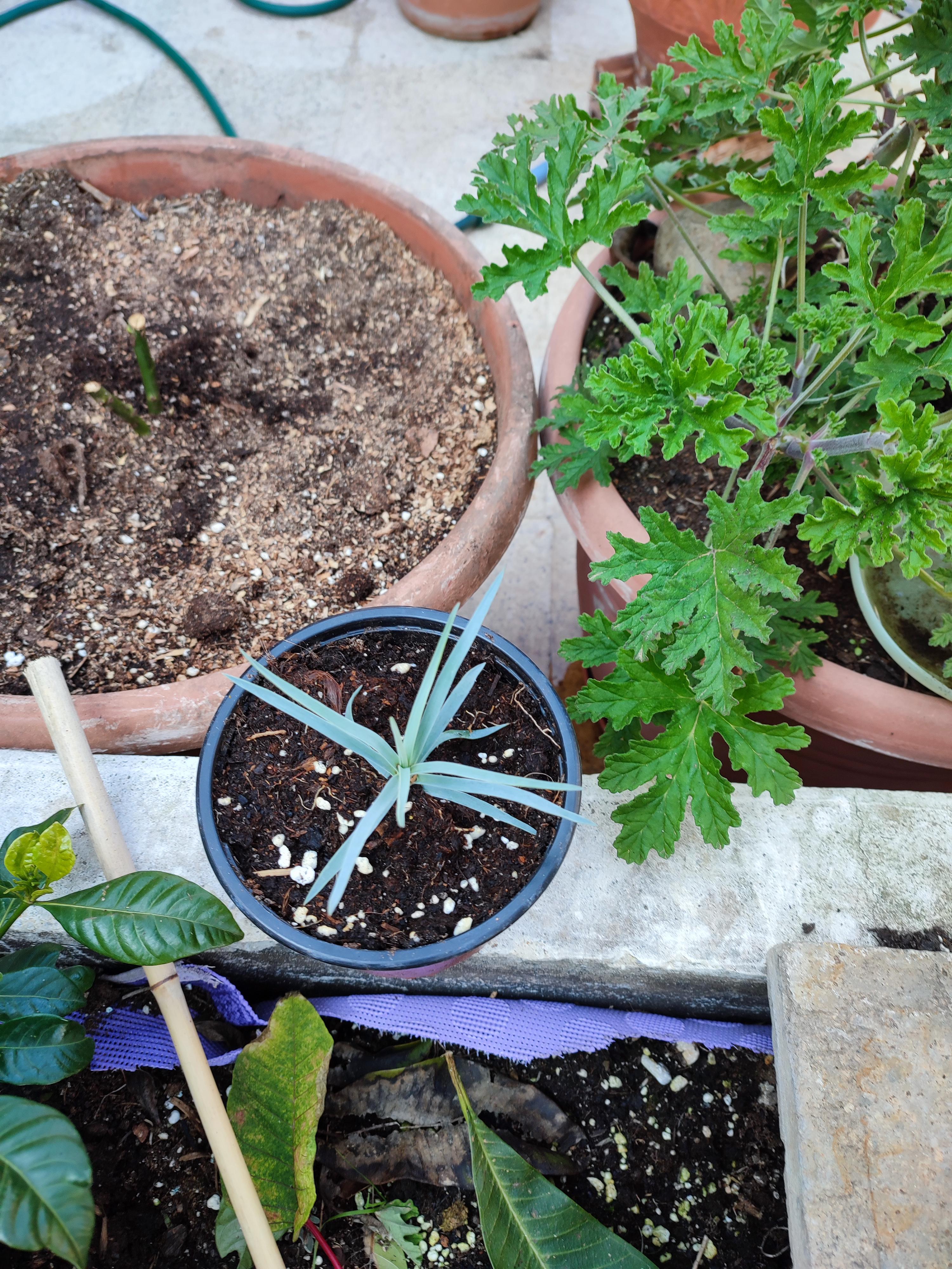 Why is my carnation so blue lol r/gardening