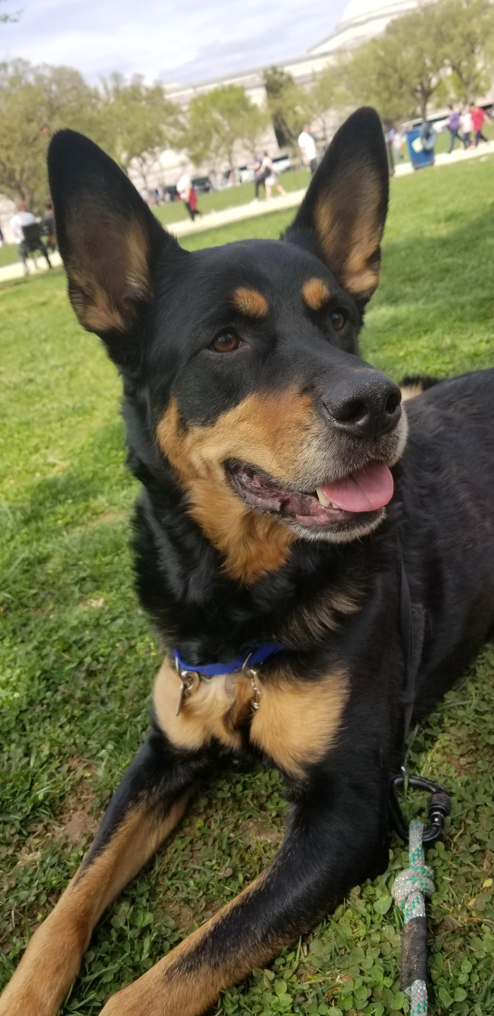 Liam GSD/Beauceron mix. Best dog in the world. Seen here relaxing on the mall after a good