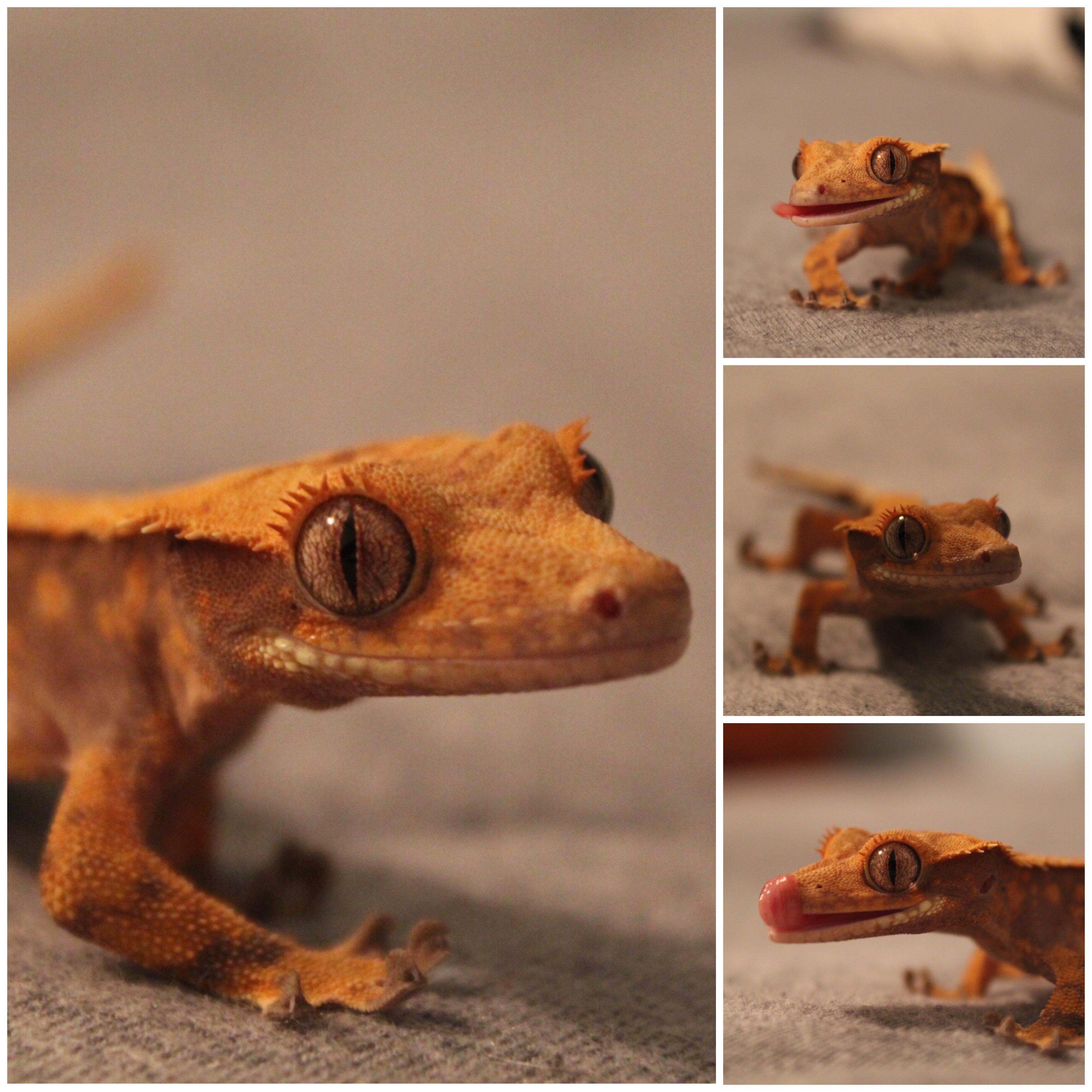 name ideas for my female crested gecko ? r/reptiles