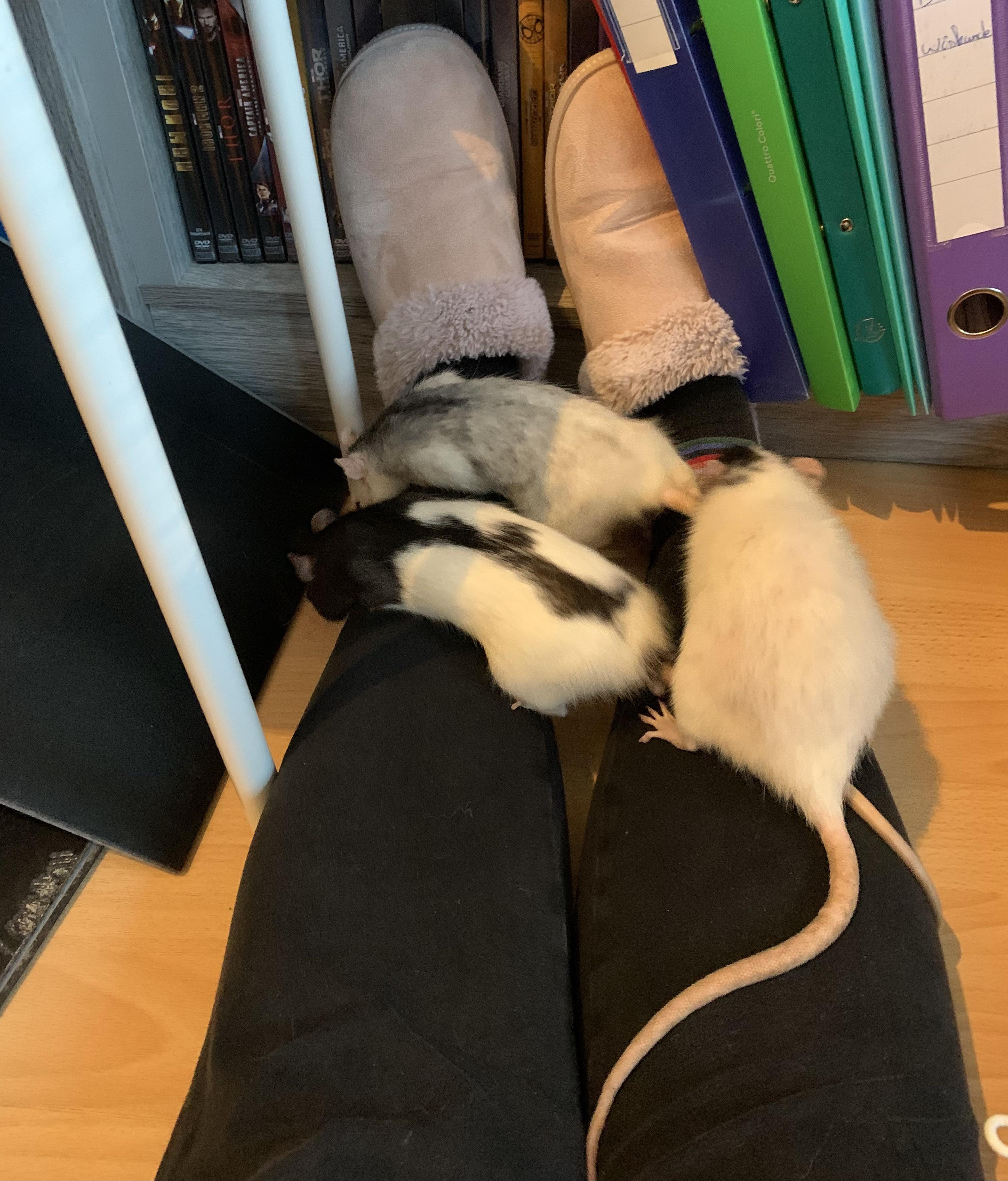 Why did no one warn me about the absolute joy of having rats crawl all