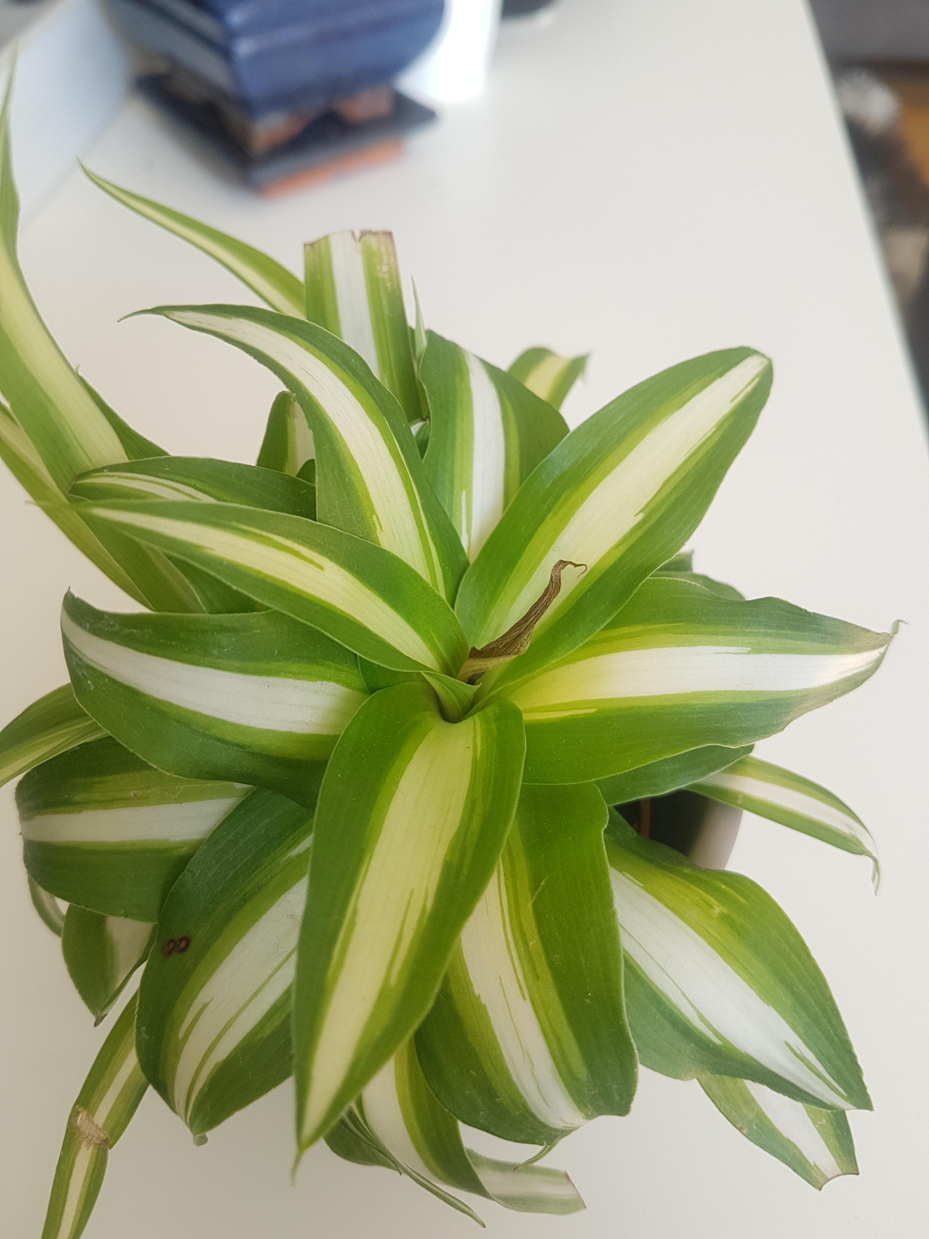 A new leaf on my baby spider plant turned brown. What do I do? r