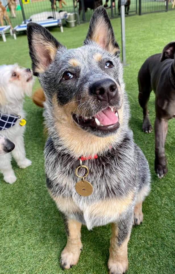 Niamh’s first day at daycare r/AustralianCattleDog