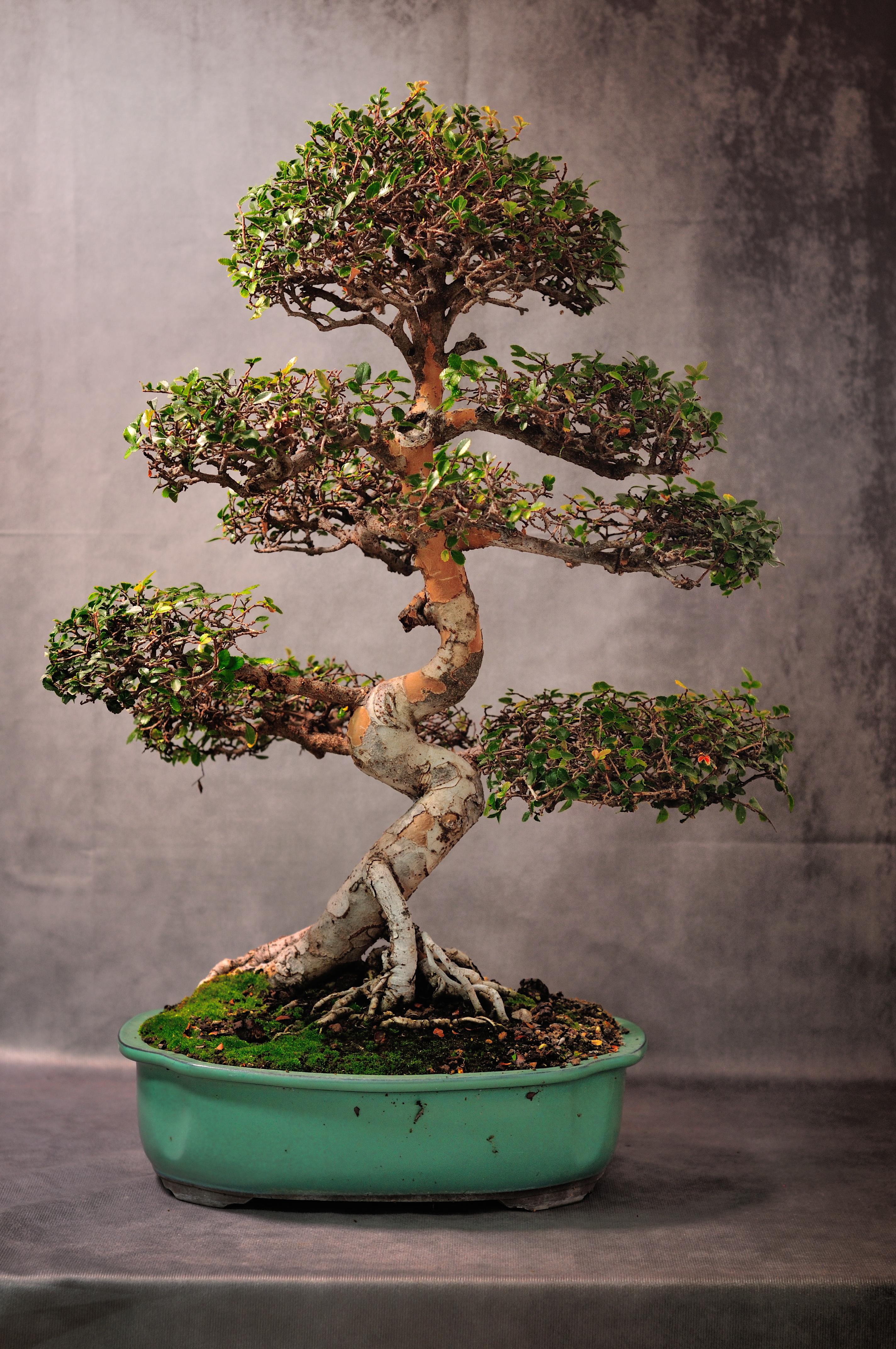 My chinese elm r/Bonsai