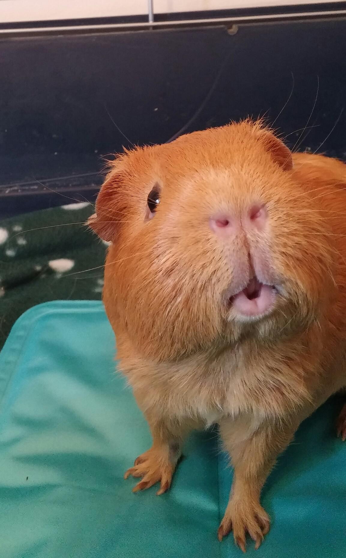 I just can't get enough of piggy lips.. r/guineapigs