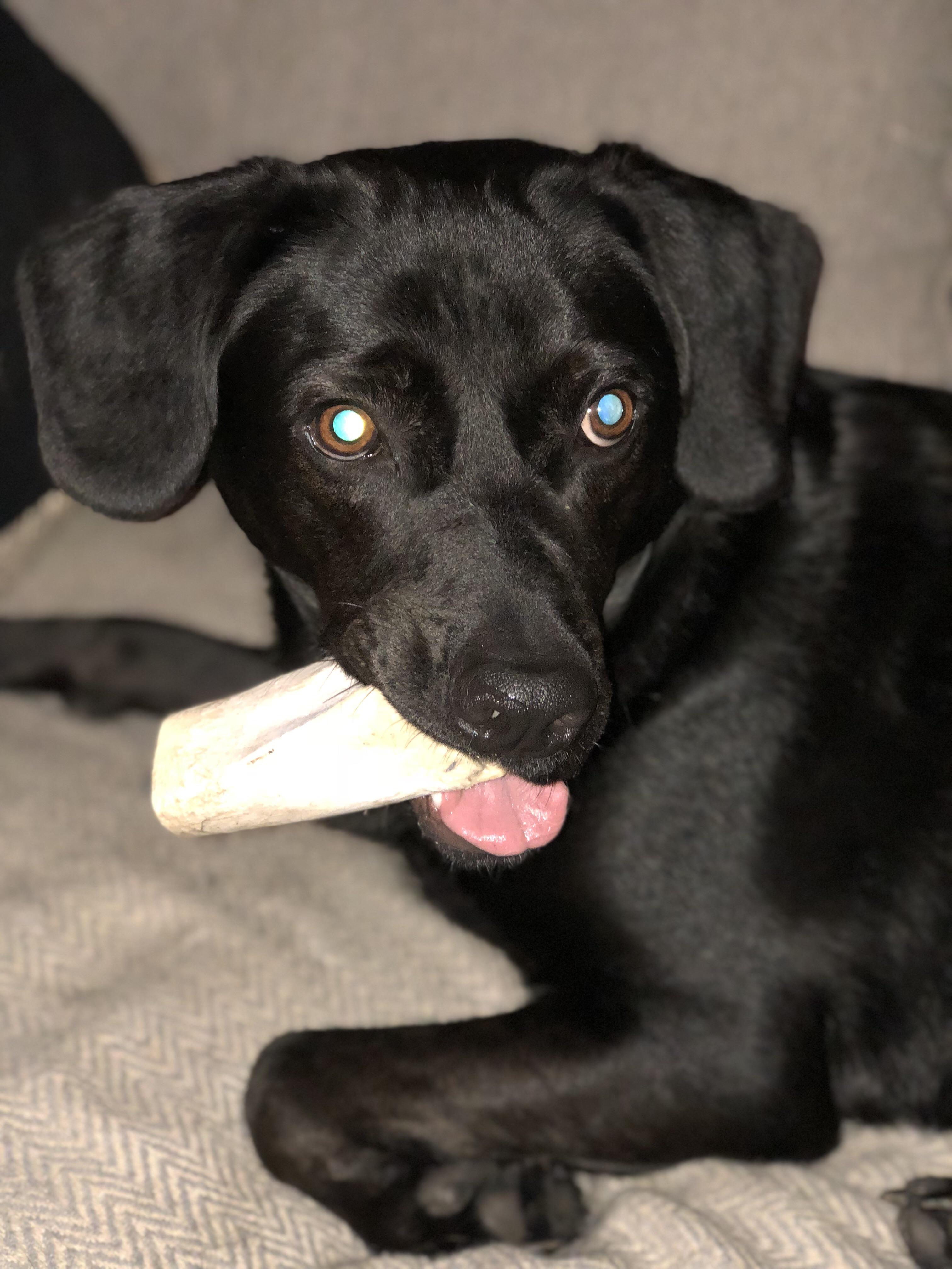 My black lab mix rescue, Denzil. Looks innocent but enjoys chewing cushions when he thinks no