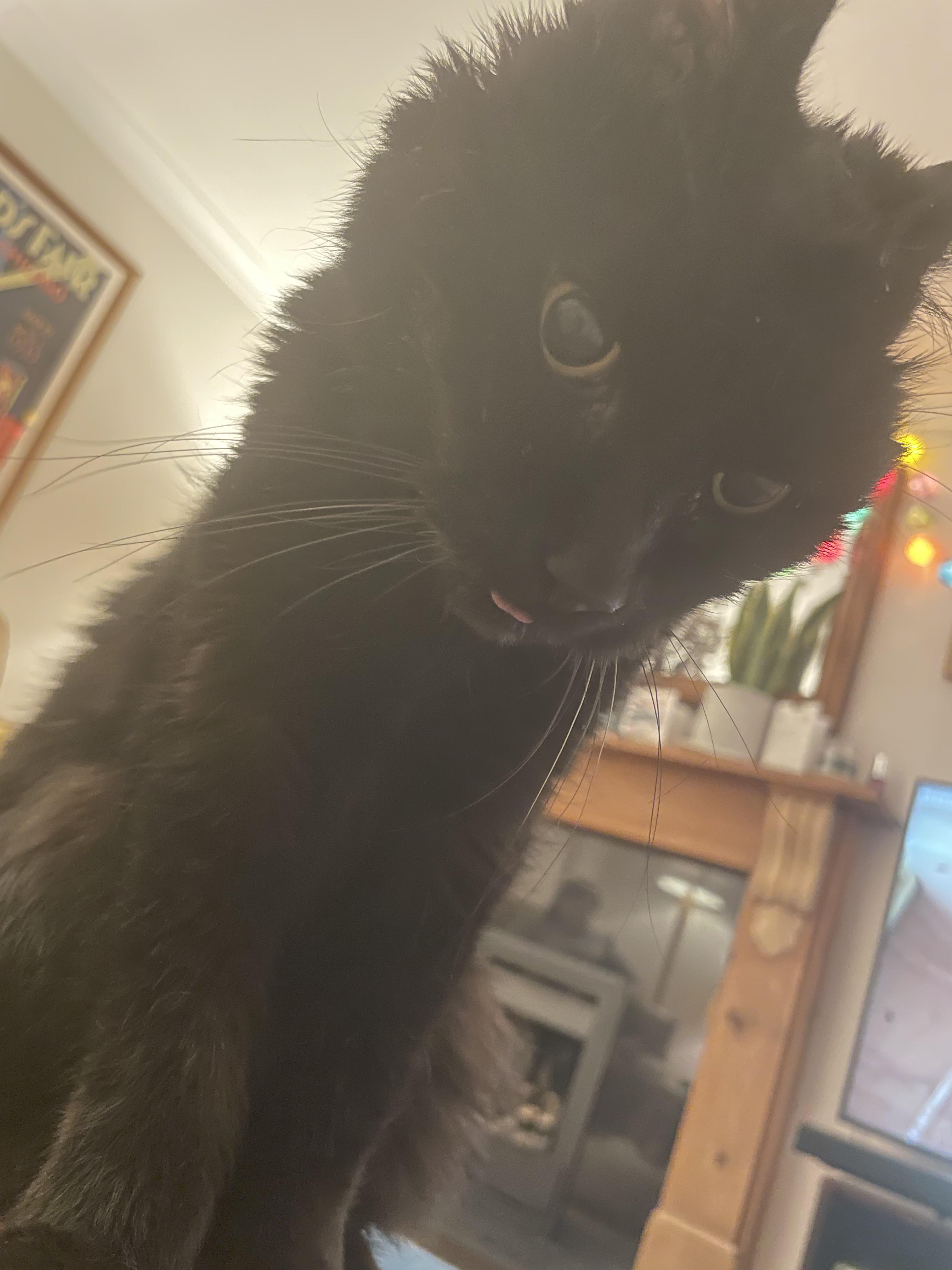 Found my cat passed away behind the armchair this morning. He was 19