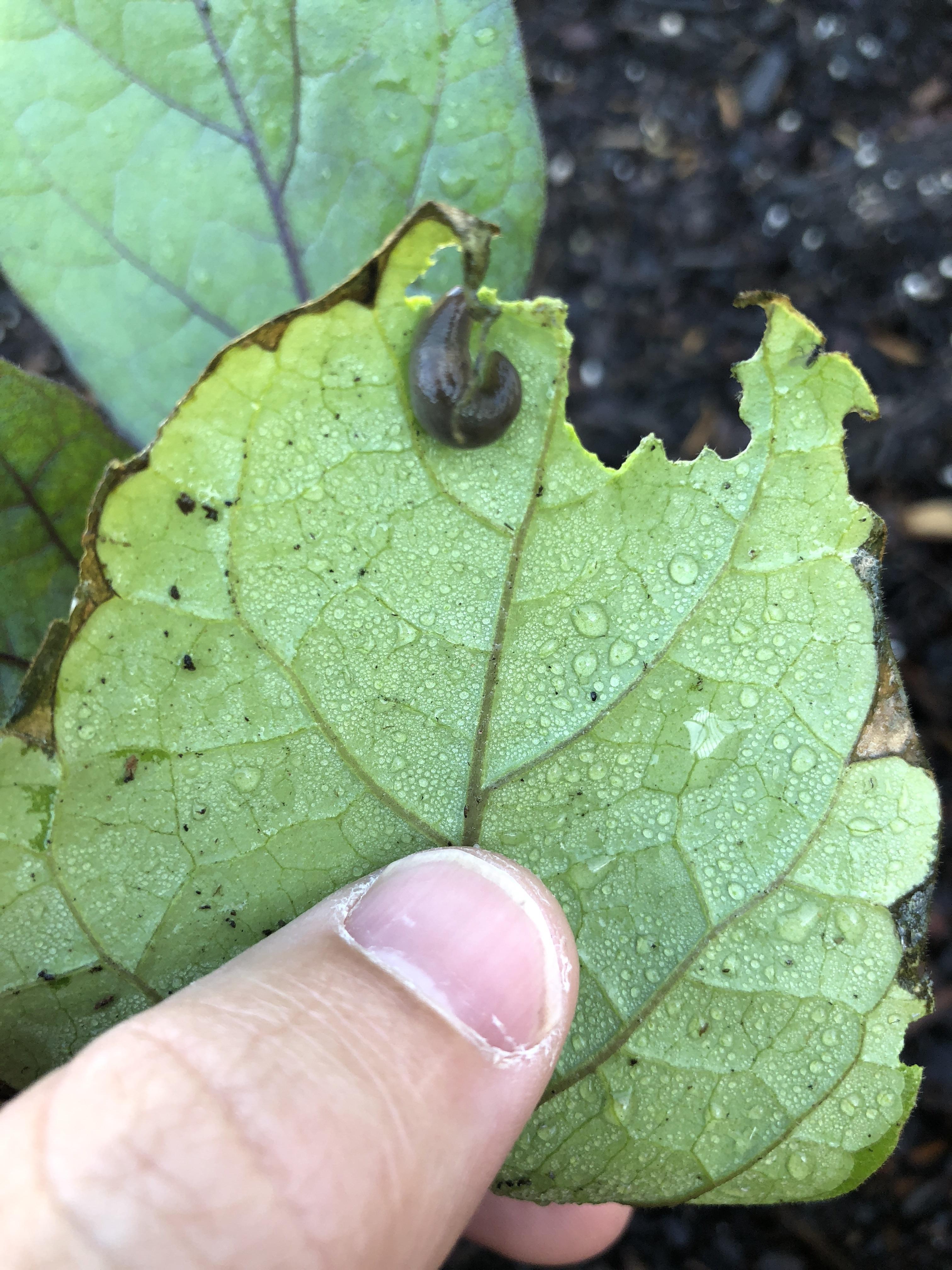 This is the bottom of an eggplant leaf in my vegetable garden. I