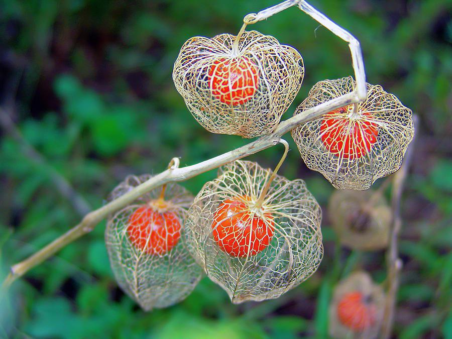 The Japanese Lantern plant, also known as the Chinese lantern or winter