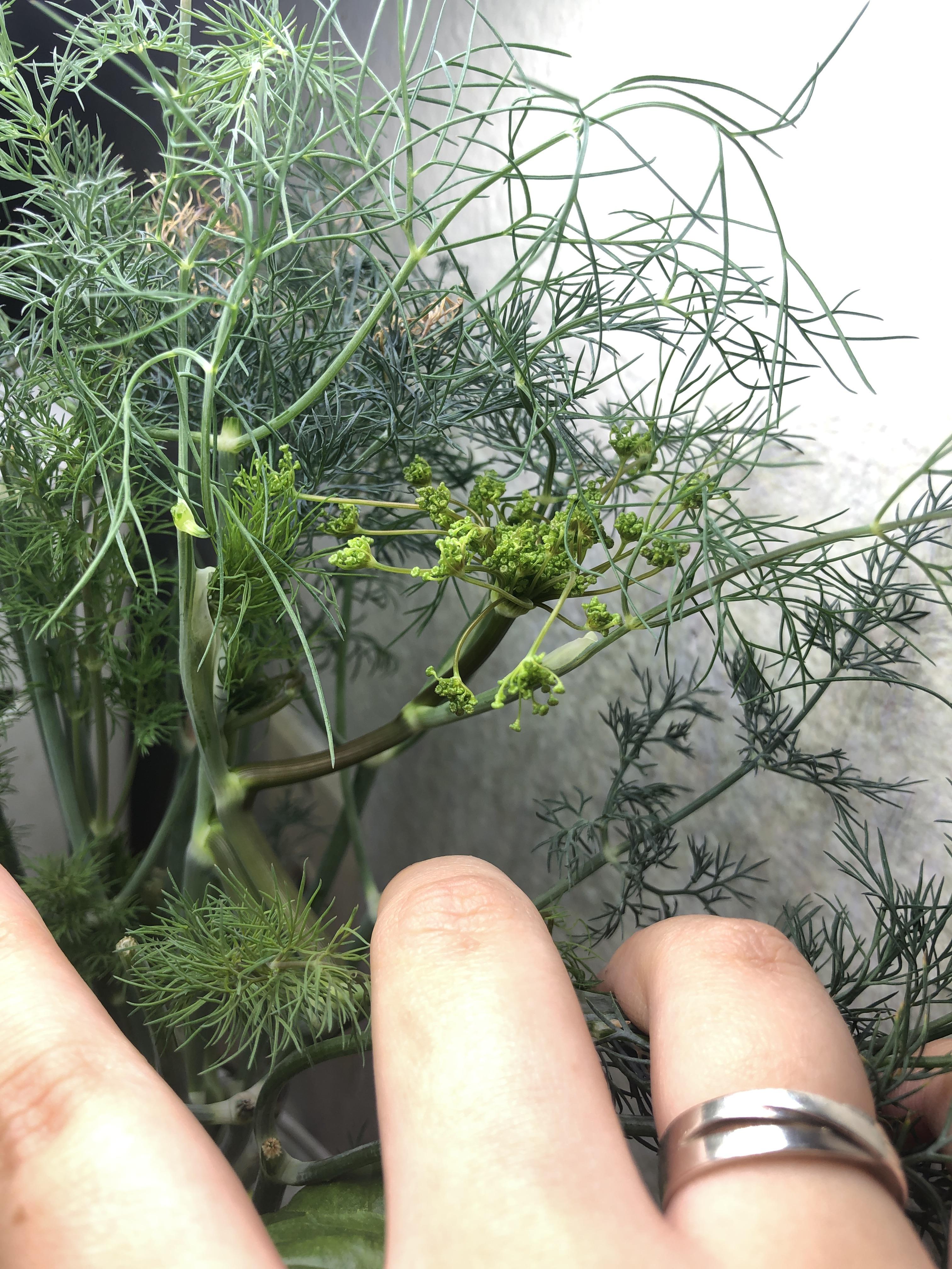 Is my dill plant bolting? What should I do in this case? r/aerogarden