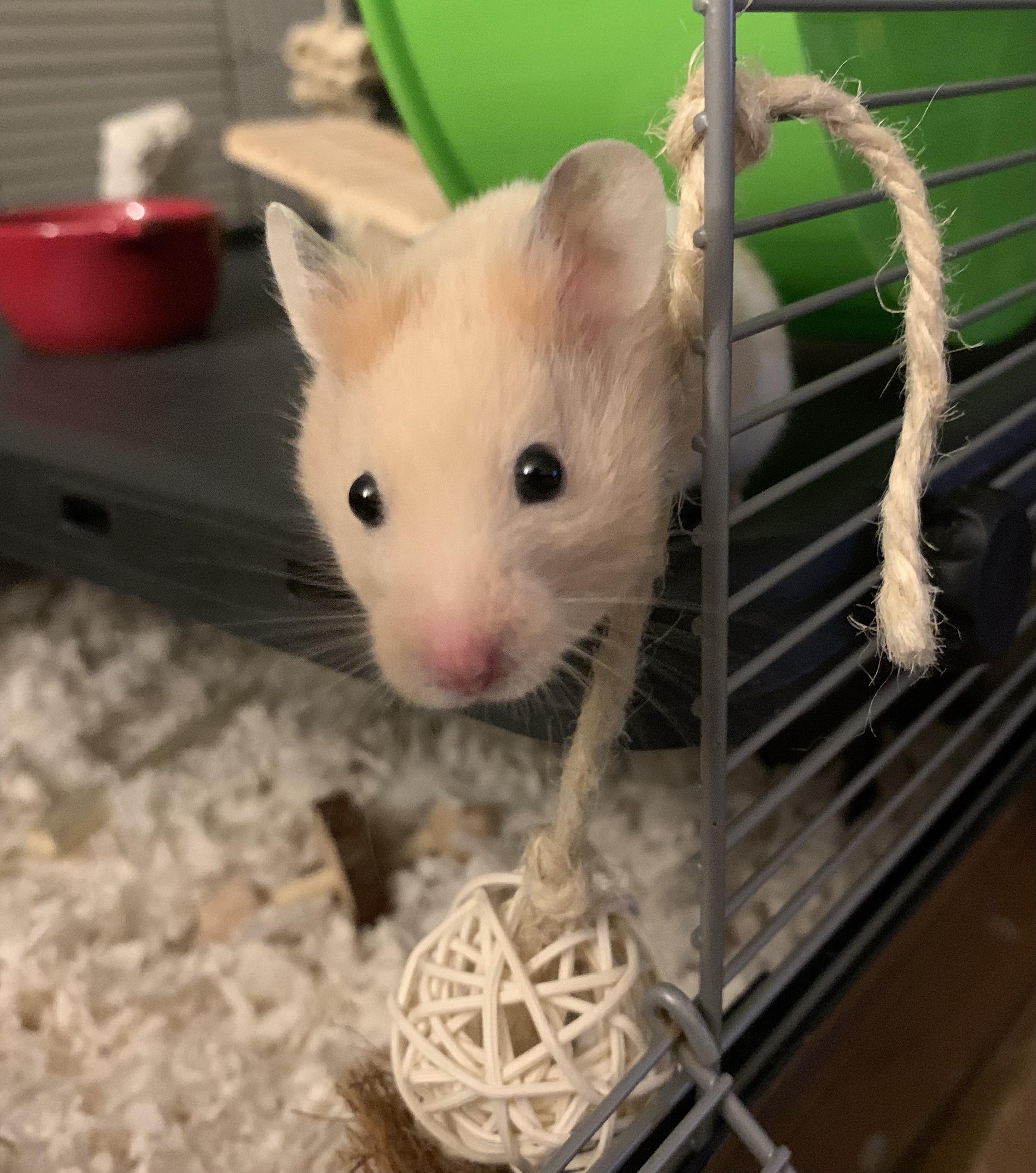 More mealworms please? r/hamsters
