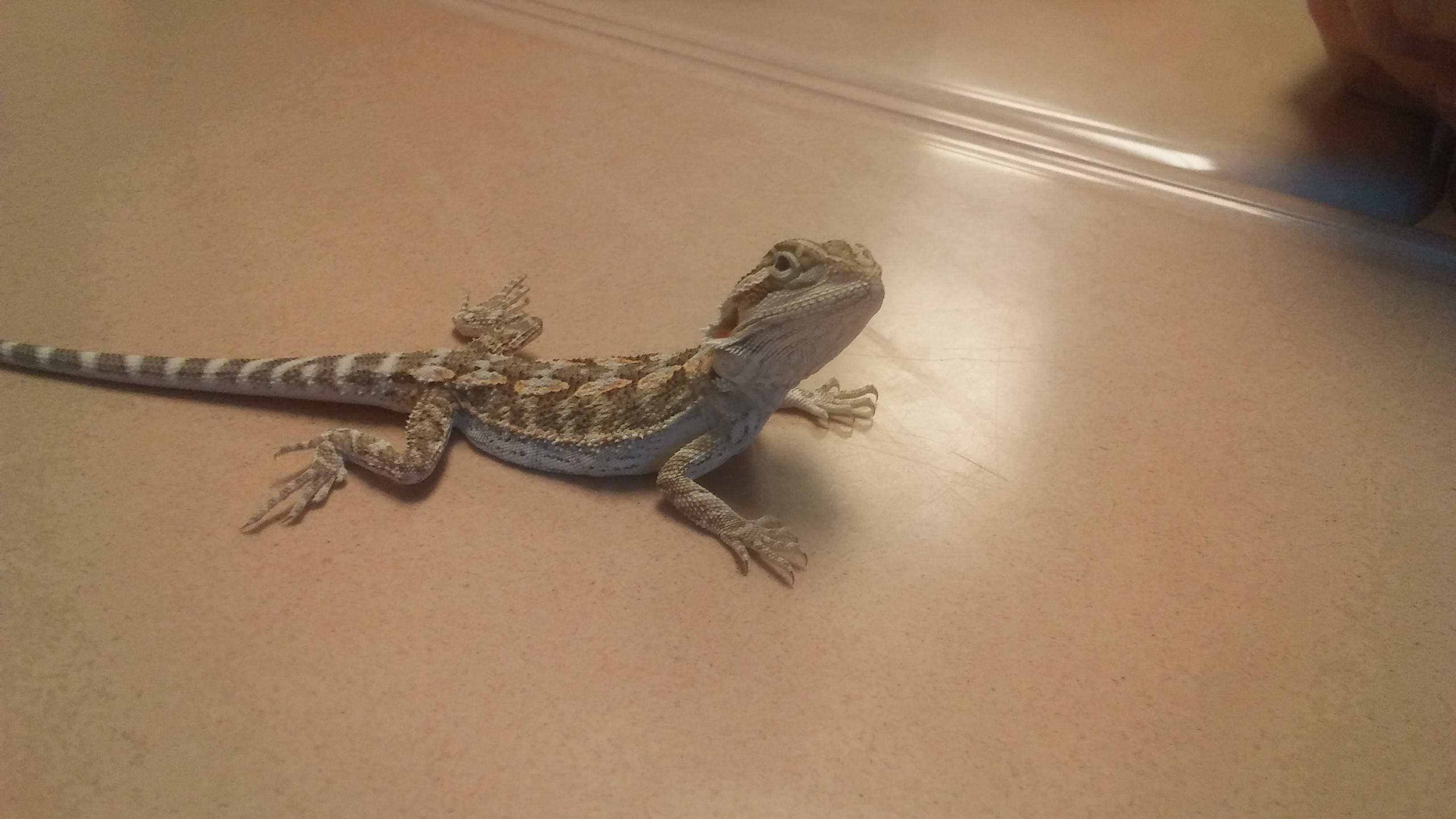 Adorable Baby Bearded Dragon! r/aww