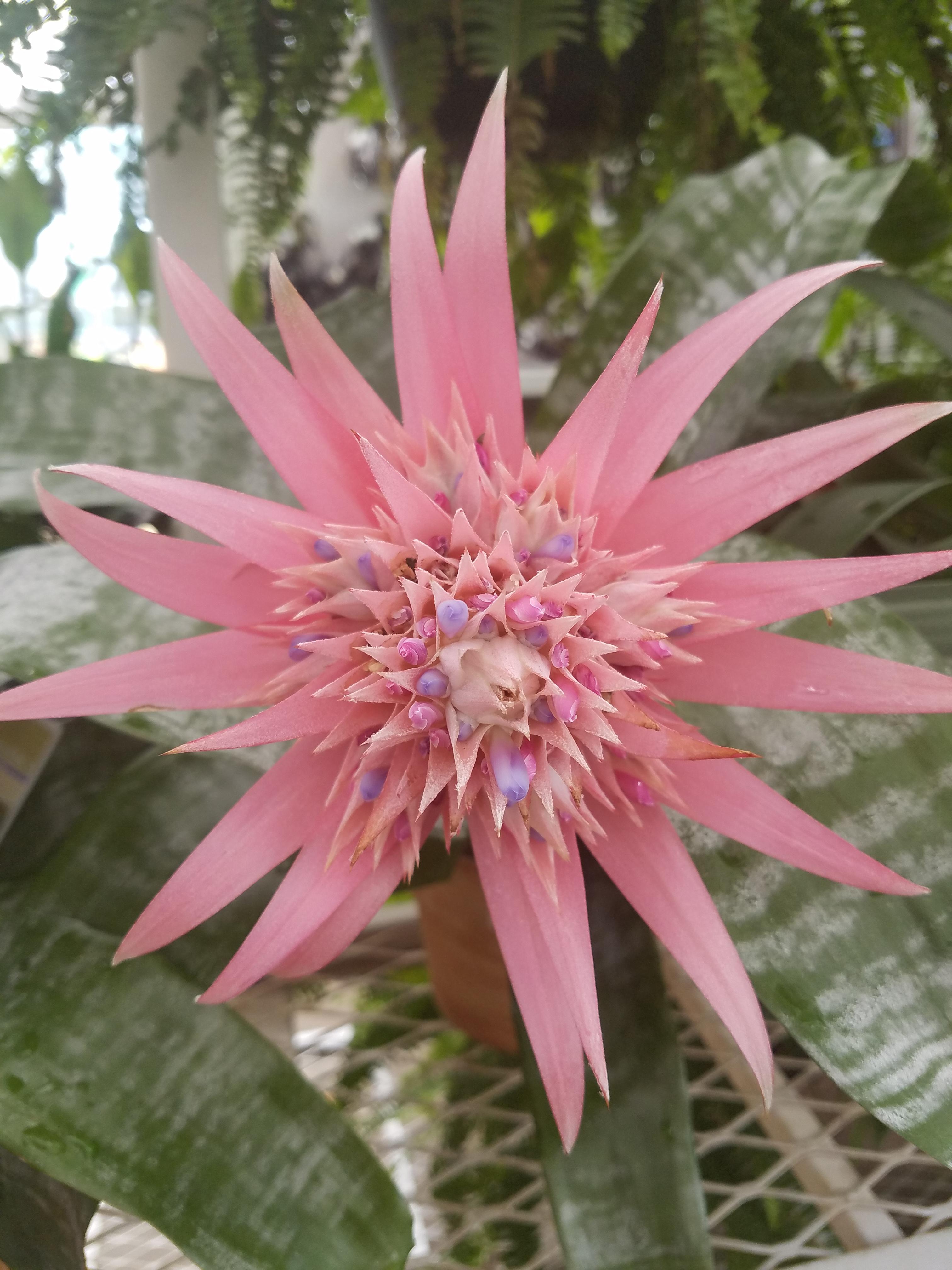 This Pink Bromeliads look like cotton candy! r/gardening
