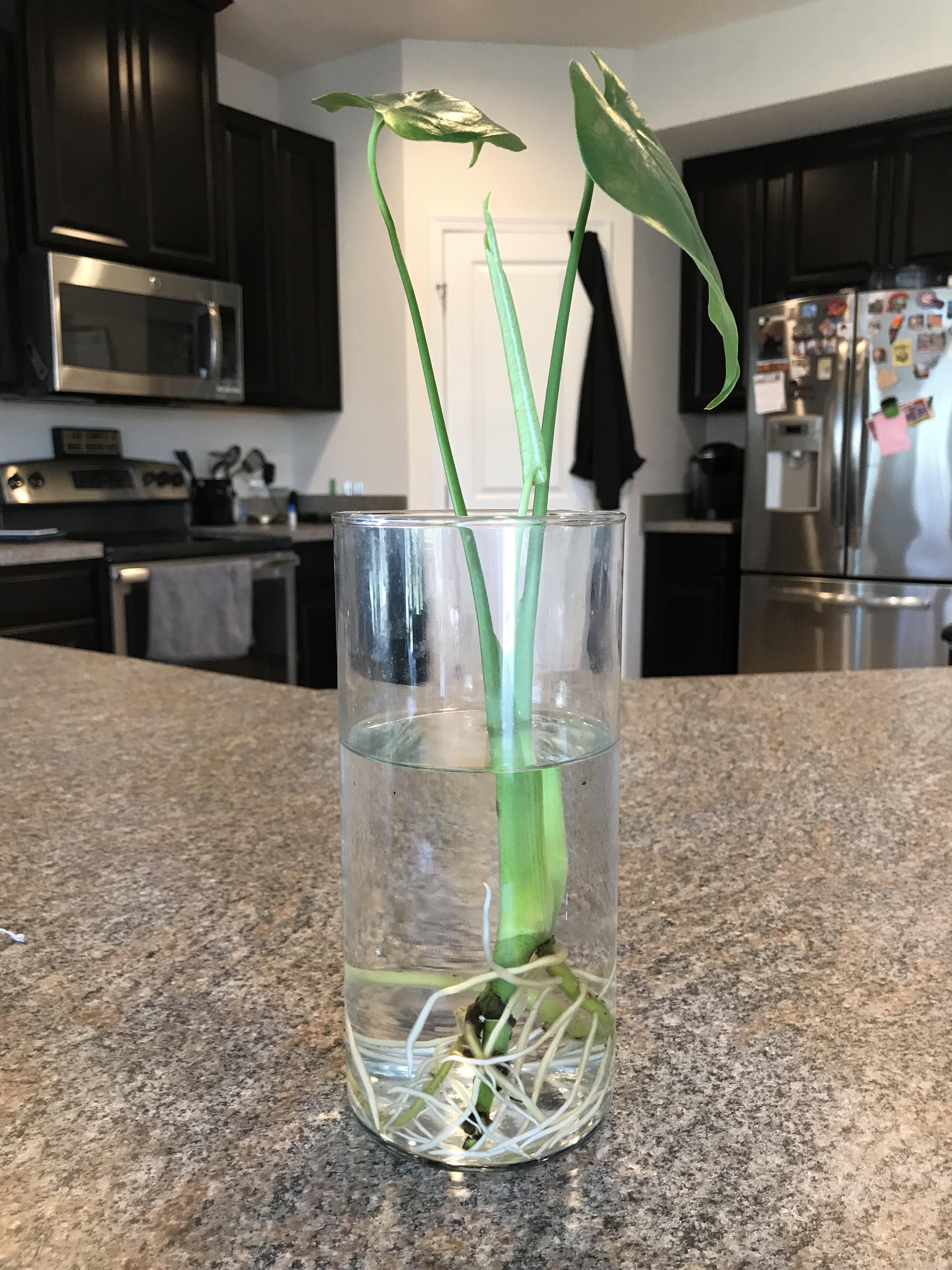 Water propagating a Monstera and it’s growing crazy roots, plus a new leaf!!!