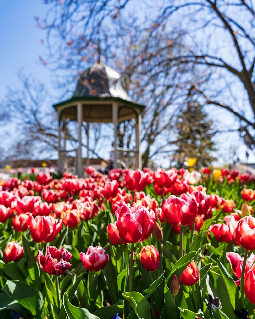 Bowral Tulip Festival Corbett Park r/sydney