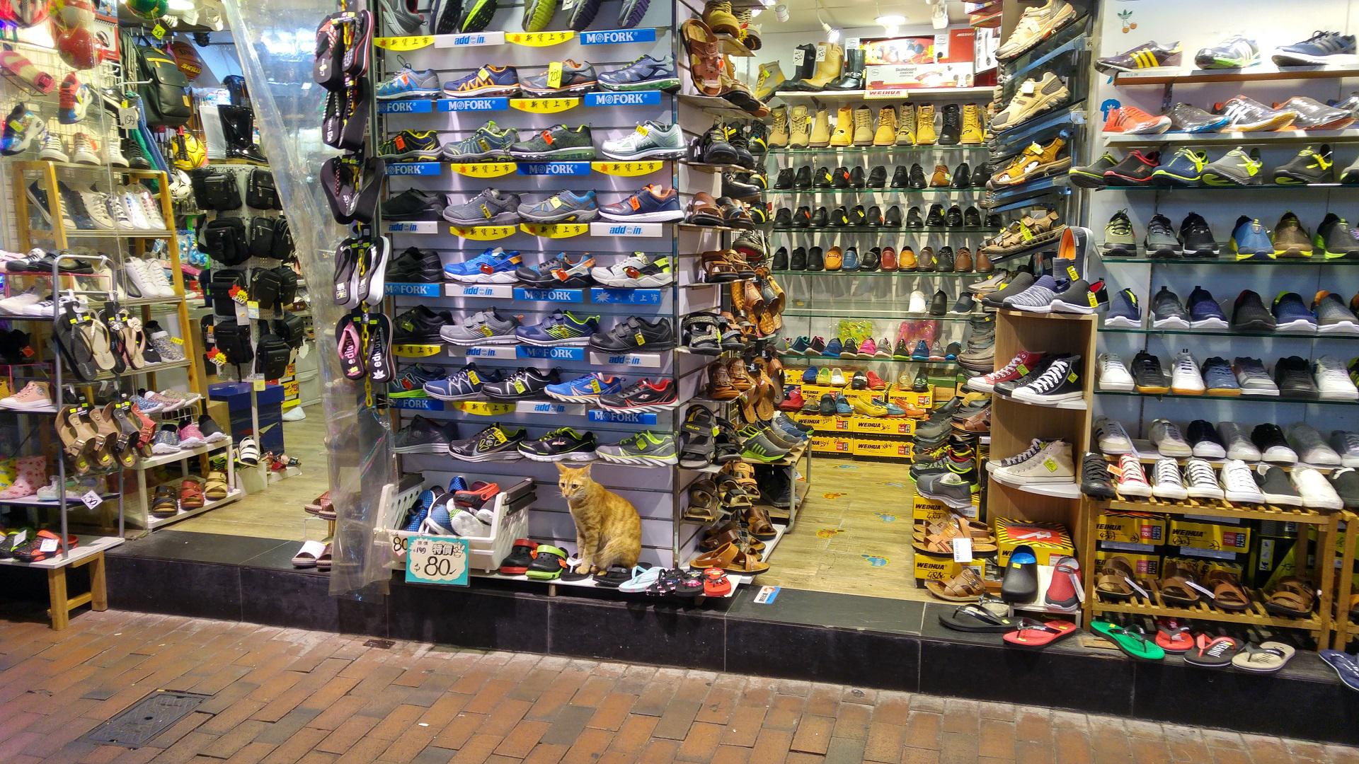 This cat's shoe store r/pics