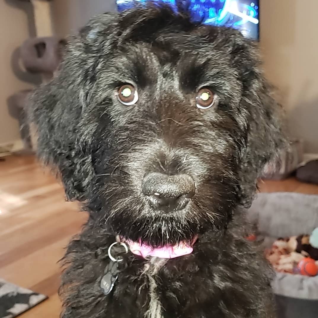 My 4 month old goldendoodle, Dansby! r/Goldendoodles