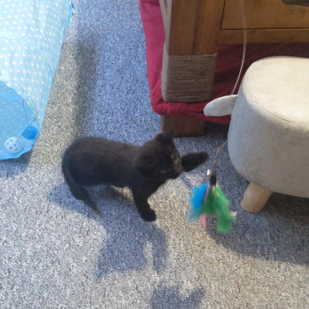 Kitten Not Popping? kittens