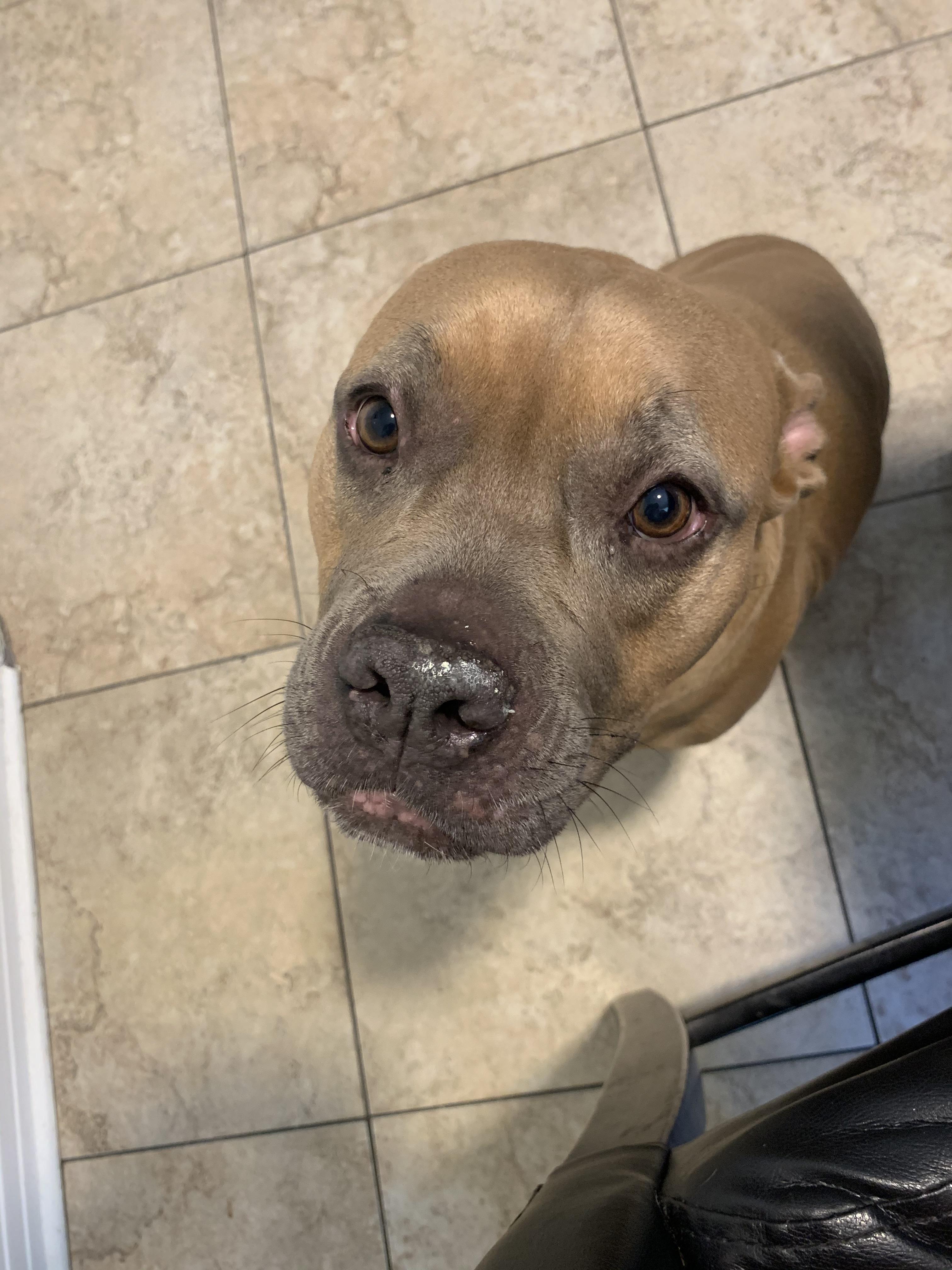 Someone is guilty of getting into the cat litter. r/GuiltyDogs