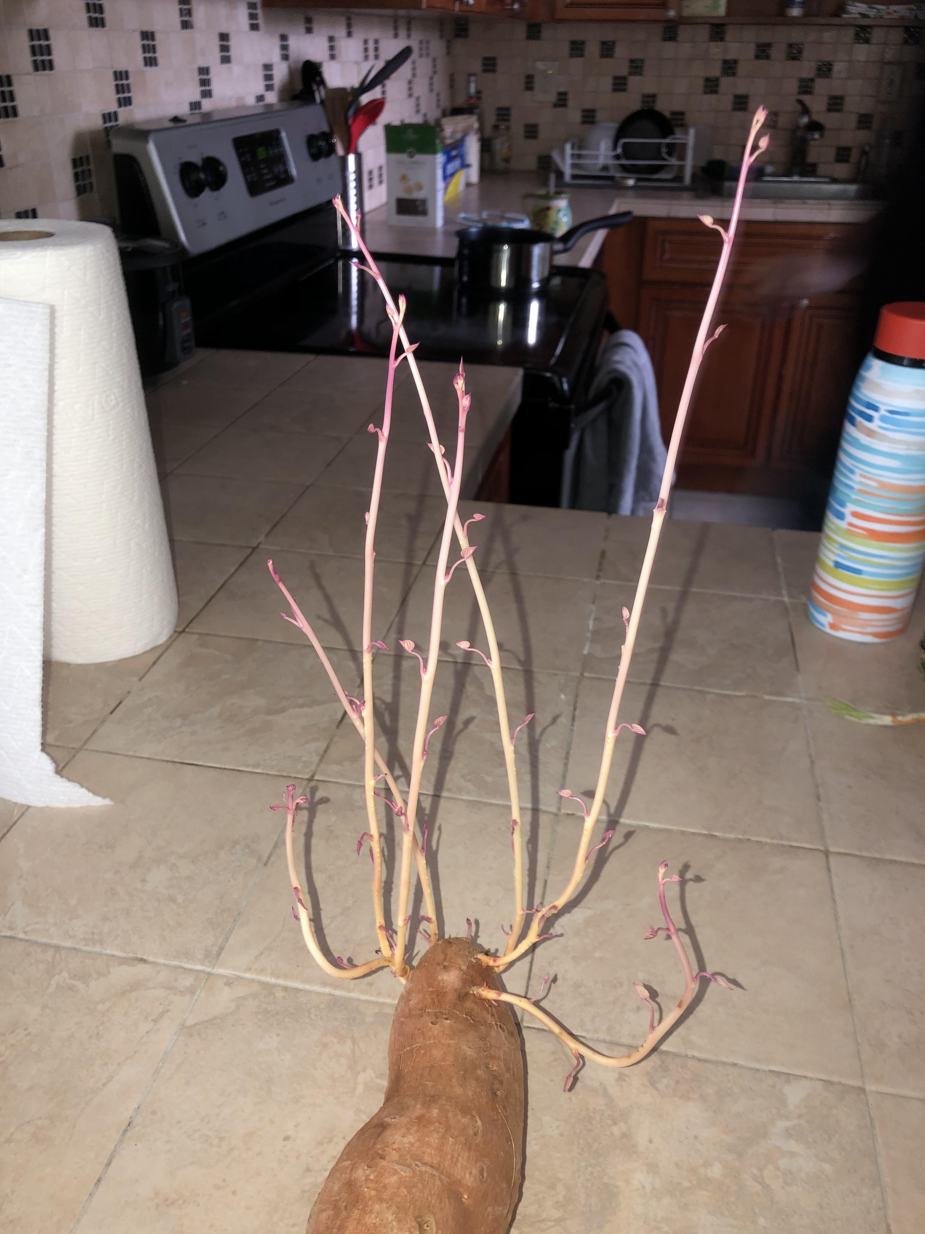 My sweet potato started growing roots in my pantry. How do I go about
