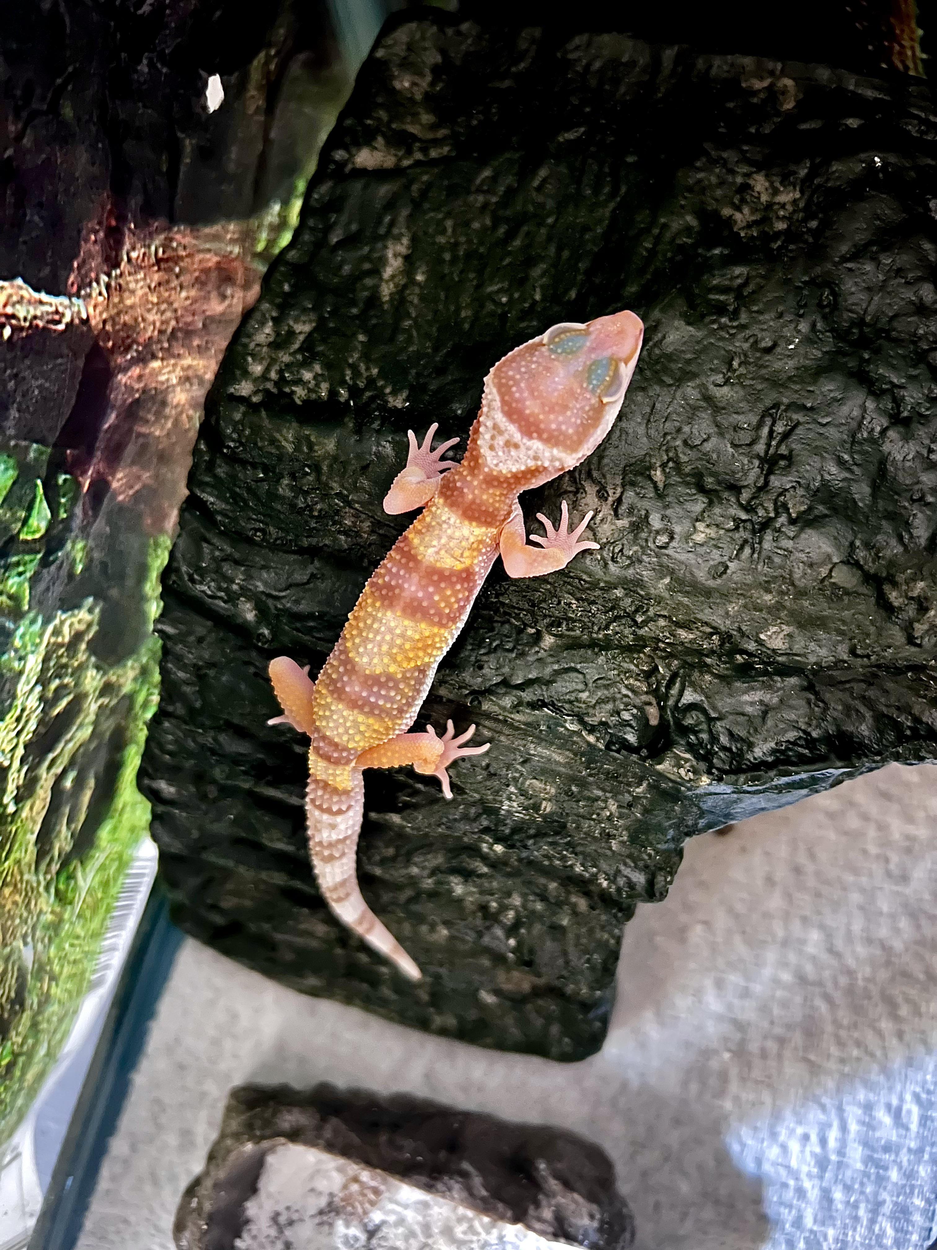 I got this “fancy gecko “ from petsmart they said it was 8 weeks old