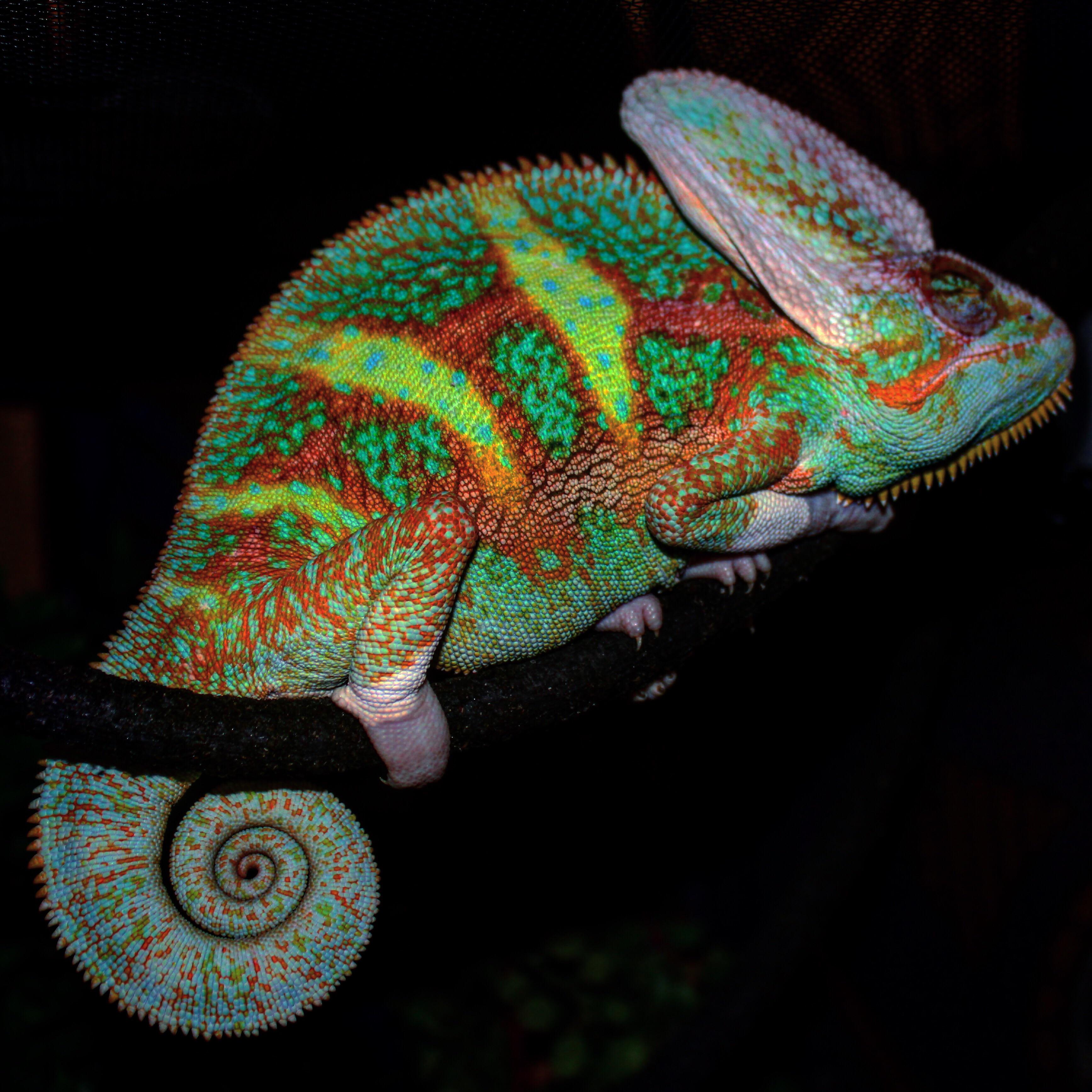Sleeping Piebald Veiled Chameleon r/pics