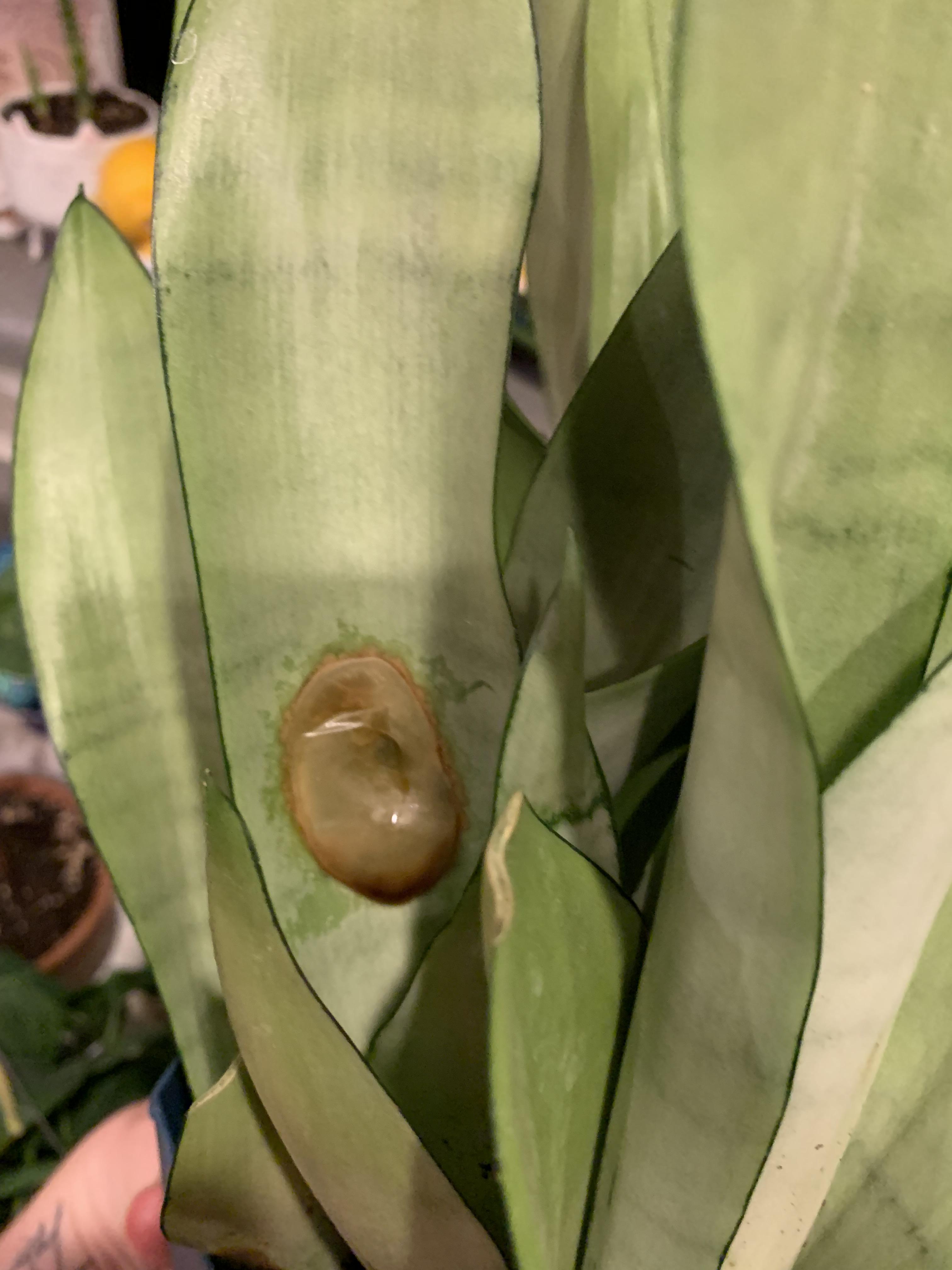 Can anyone help me figure out what’s going on with my snake plant? I’ve