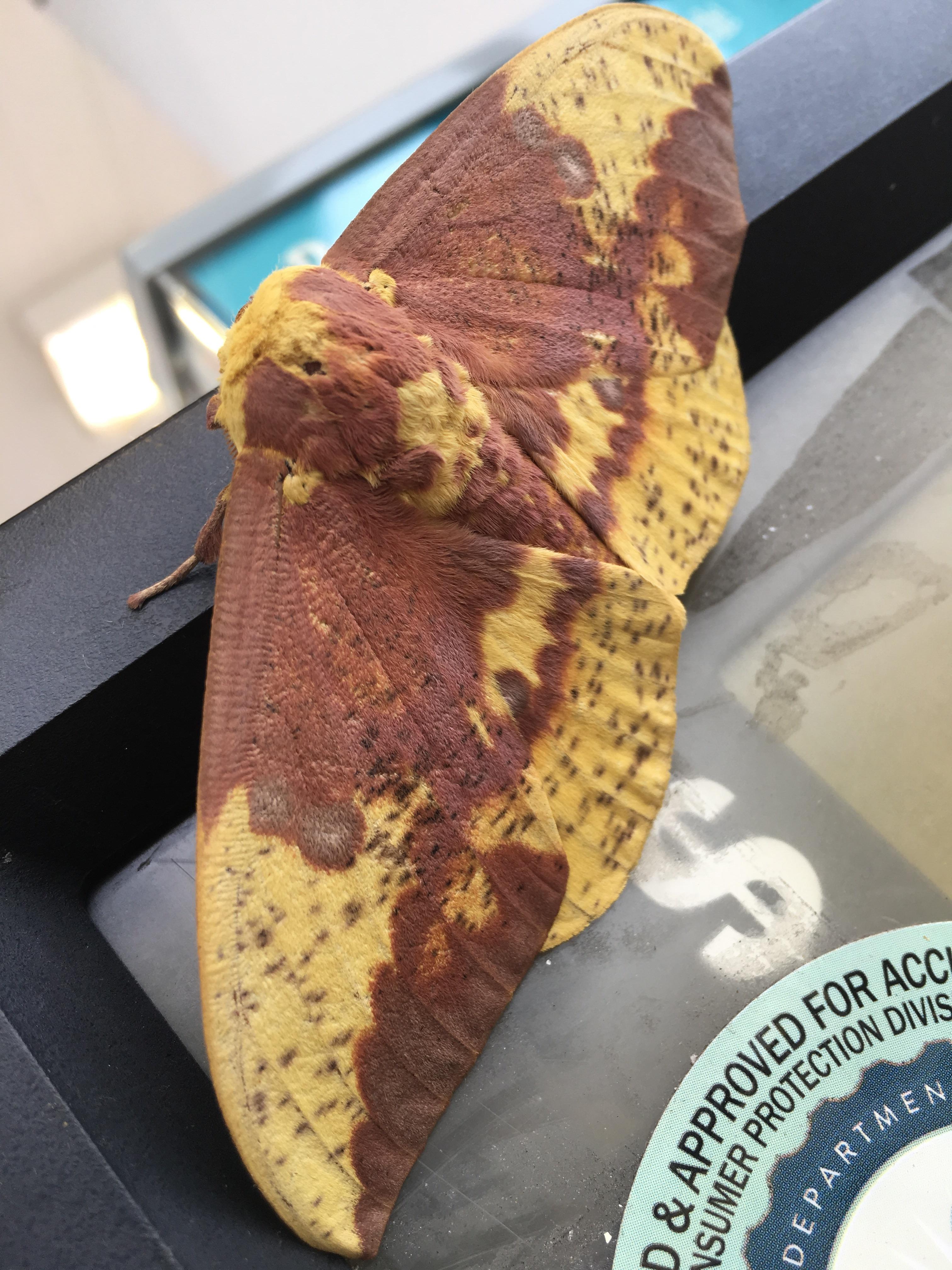 This Imperial moth was on the gas pump this morning. r/Entomology