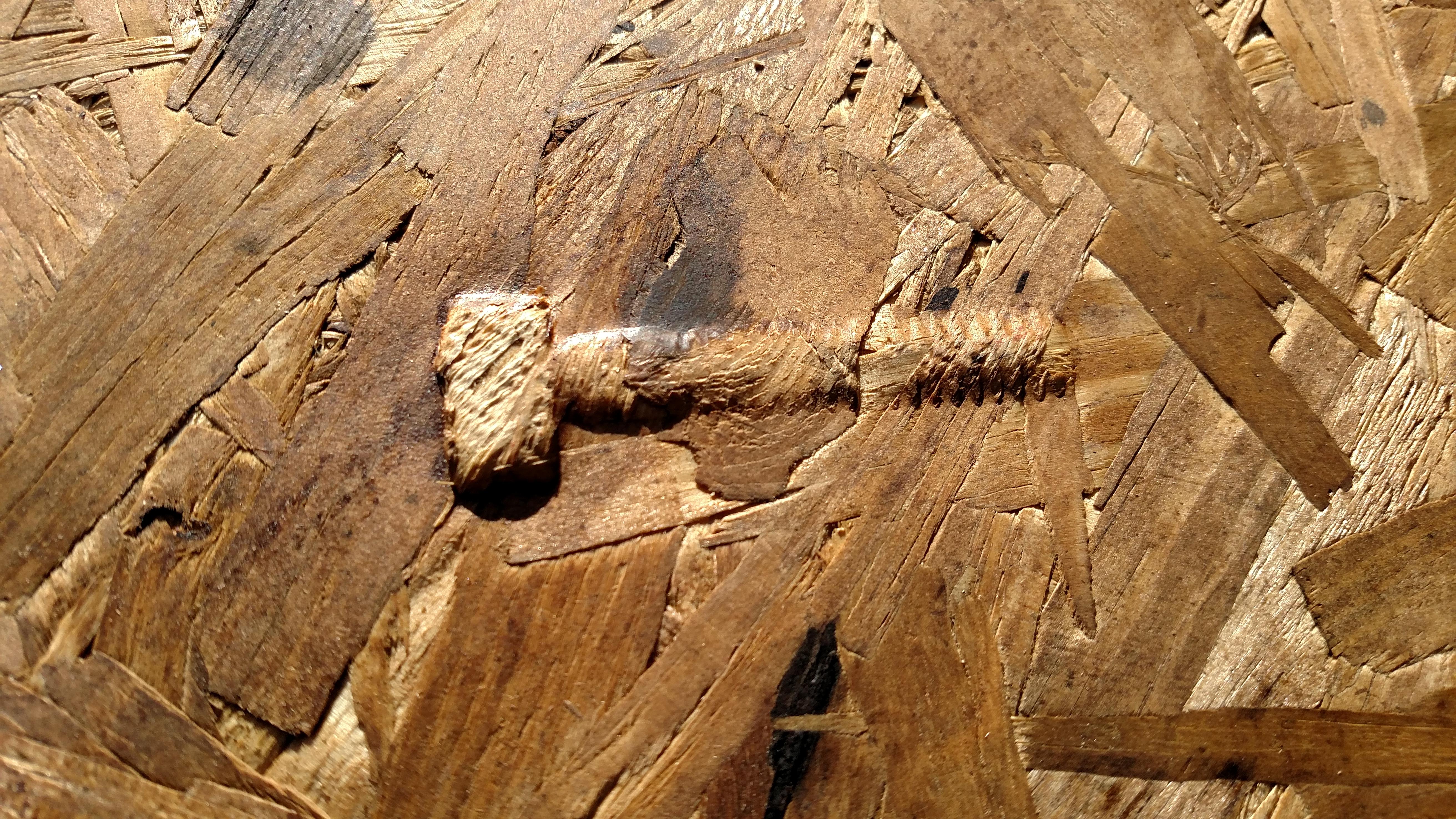 Plywood I bought today had a bolt sandwiched inside it. r/pics