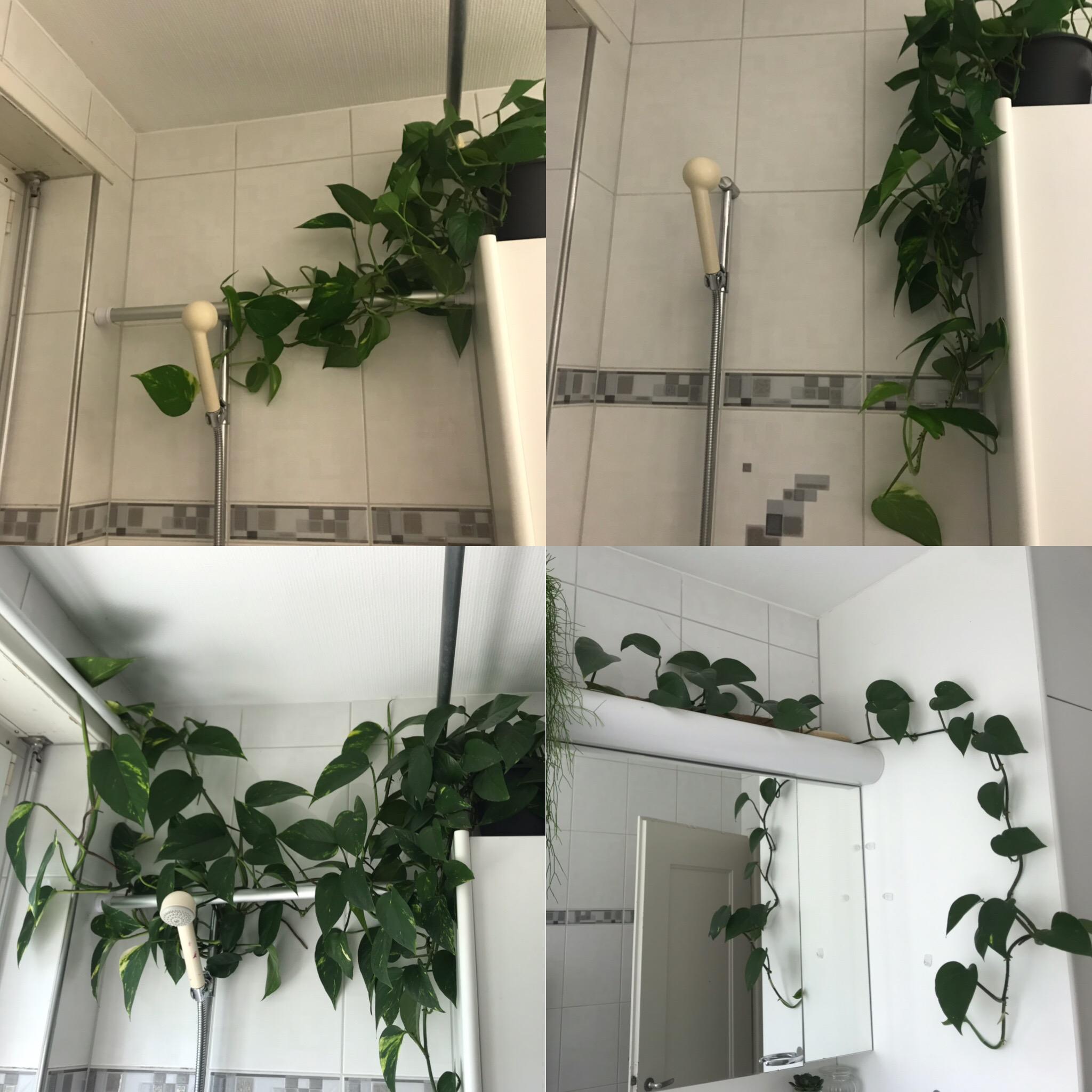 The golden pothos in my bathroom is growing like crazy! Had to install