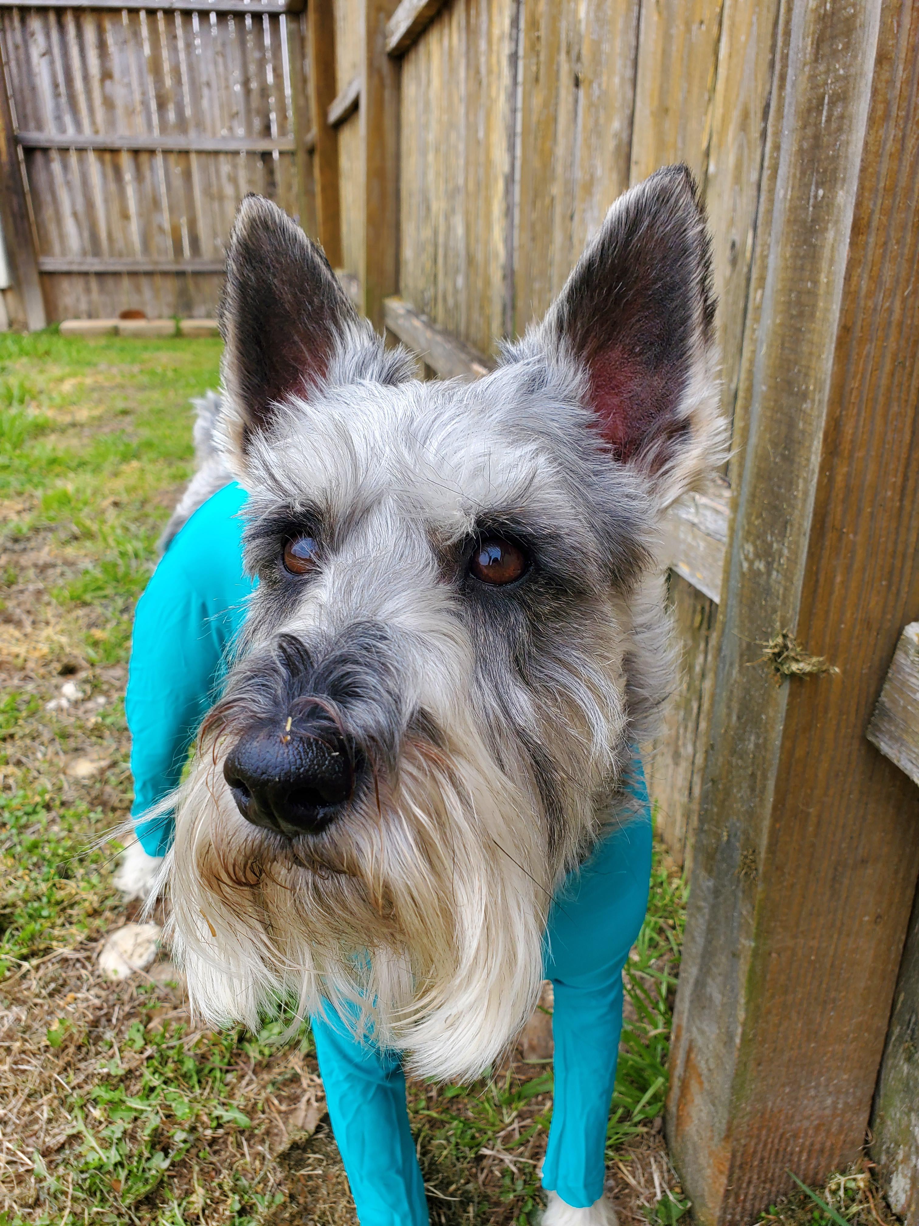 Bazzle and his new allergy suit, cute? r/schnauzers