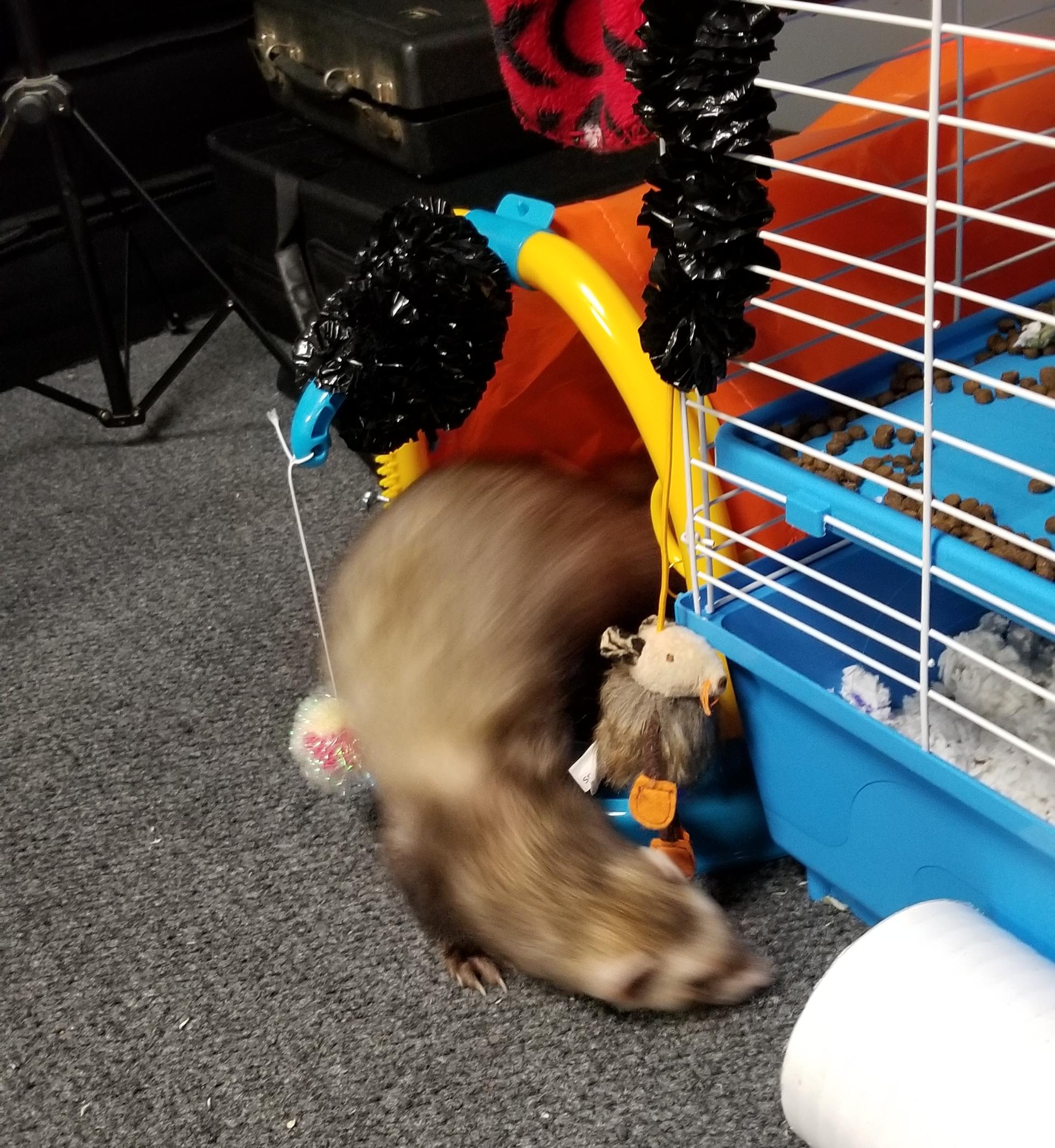 I diagnose you with zoomies! r/ferrets