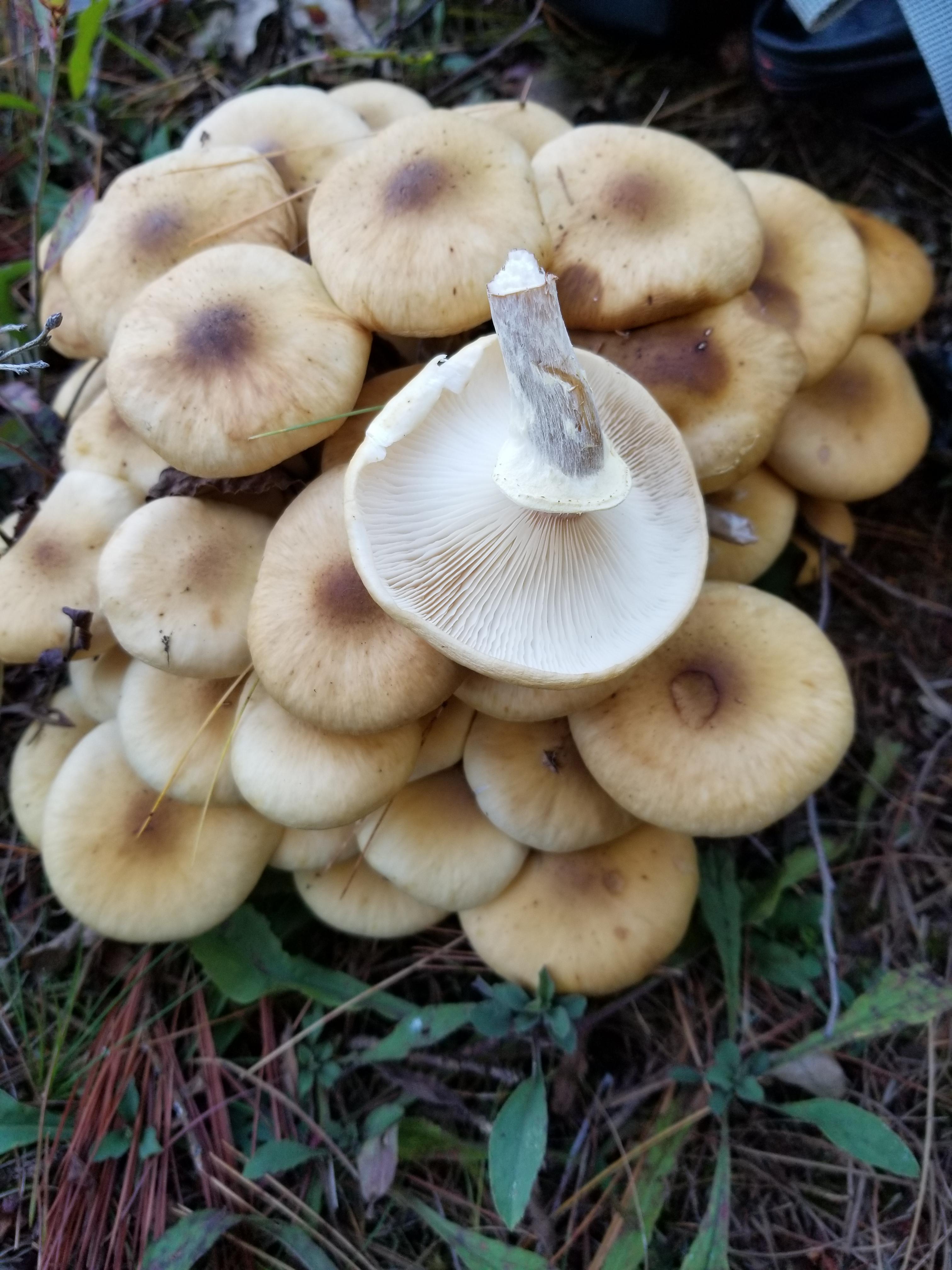 Are these honey mushrooms? r/mycology