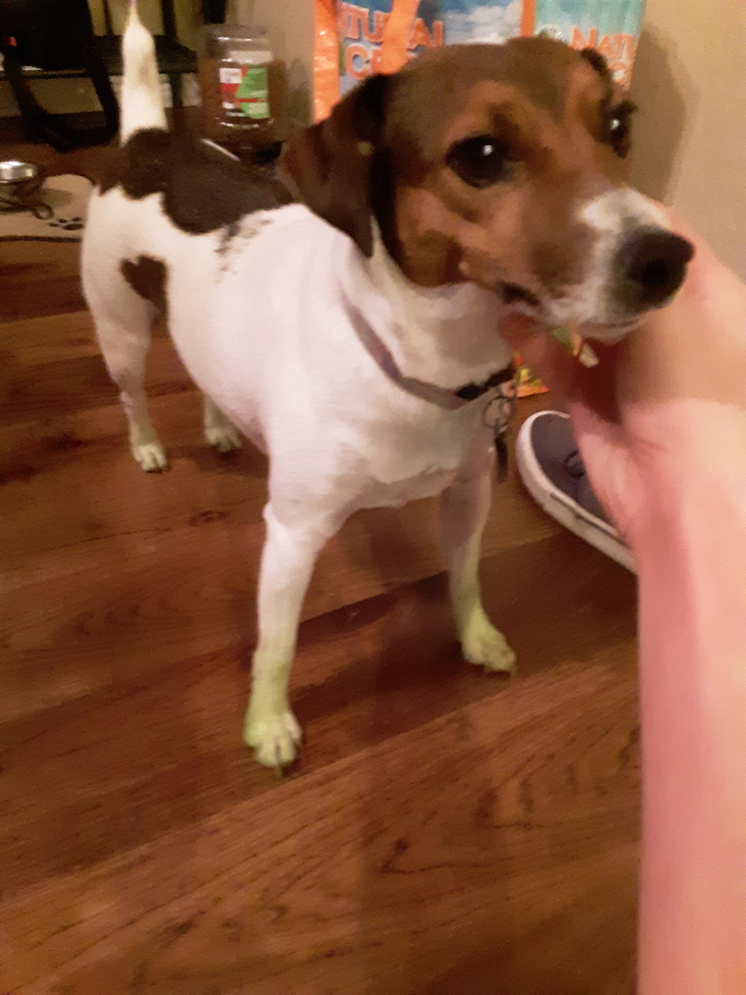 My dogs paws were turn green from the cut grass r/mildlyinteresting