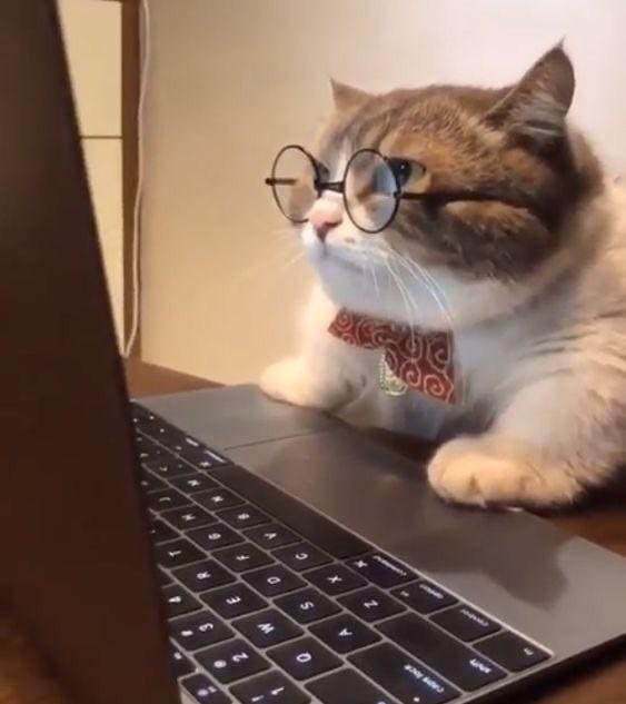 Accountant cat says he might be able to find you another deduction
