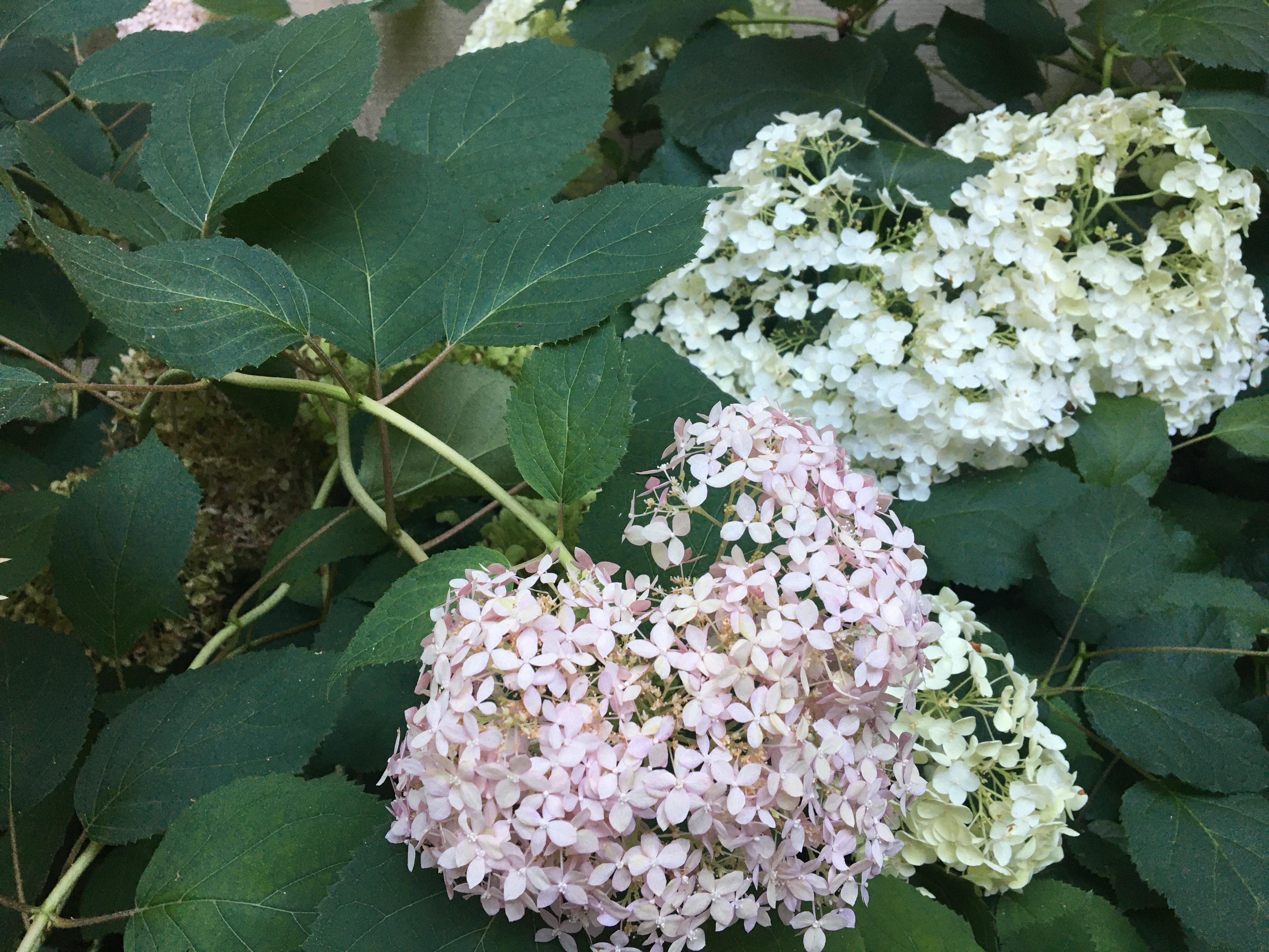 Pls help ID the light pink hydrangea variety. Shown against white