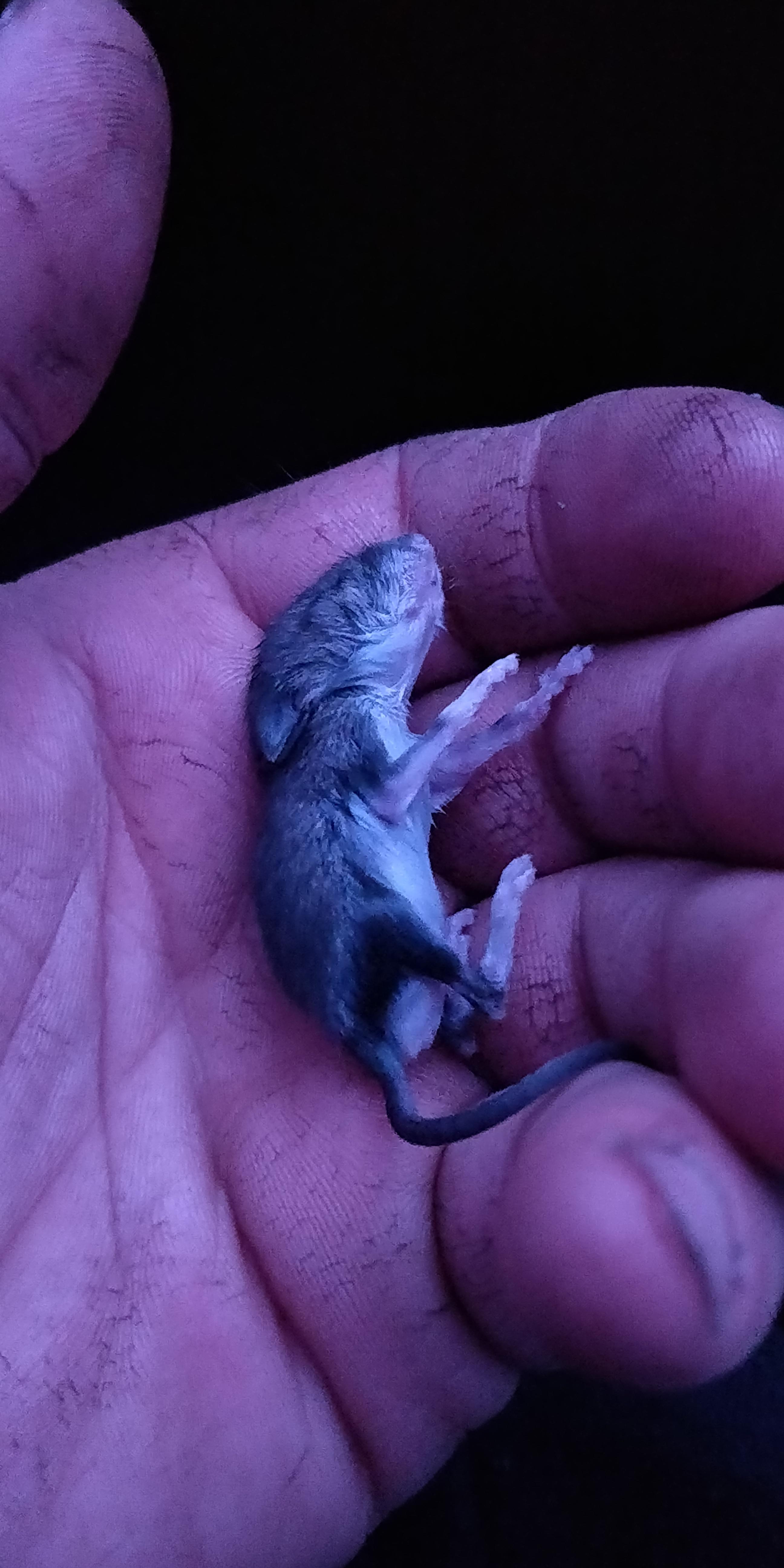 Rescued a newborn mouse at work today, im just going to try to care for
