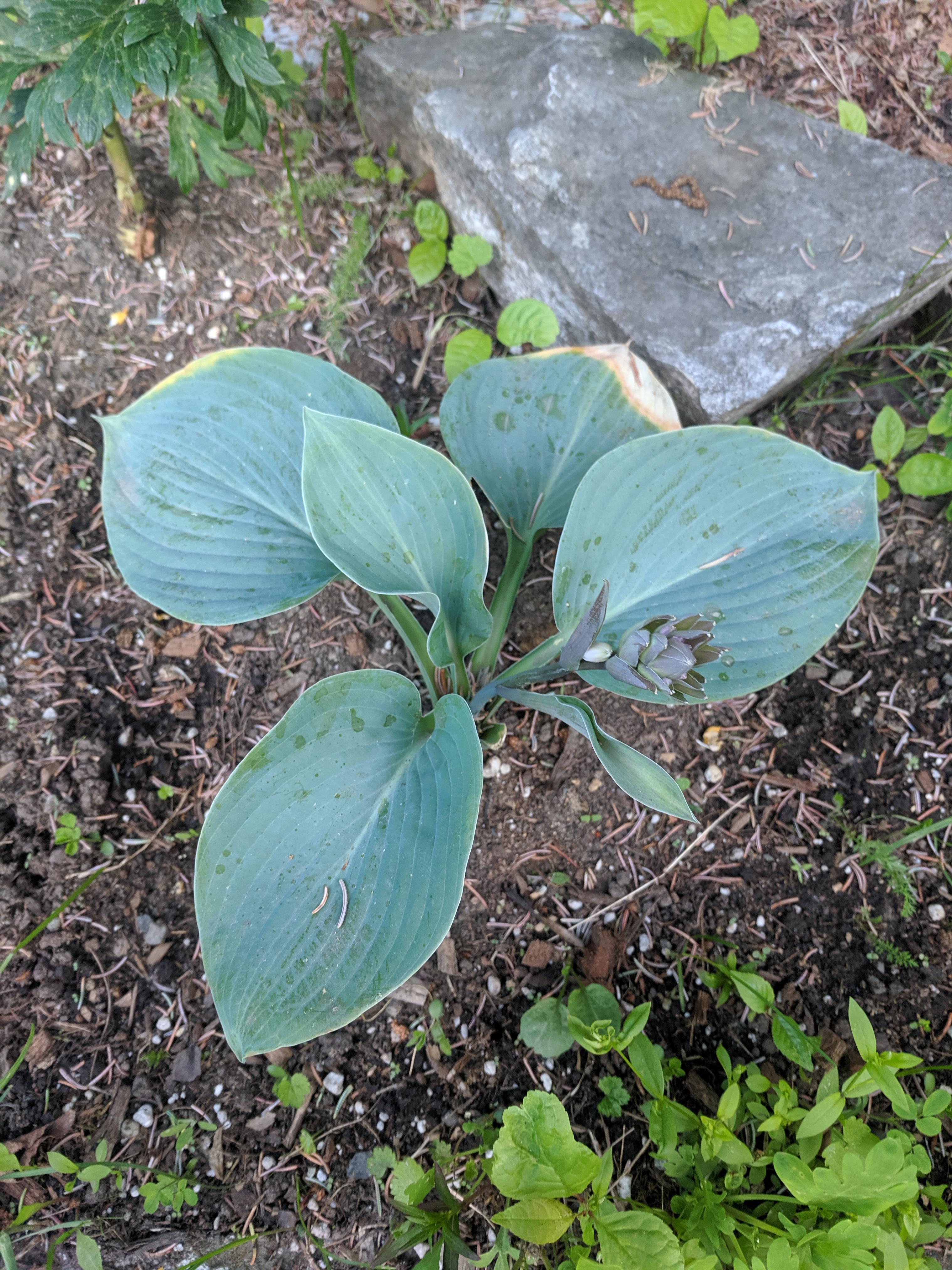 Hosta leaves are yellowing (burning?). Too much sun? r/gardening