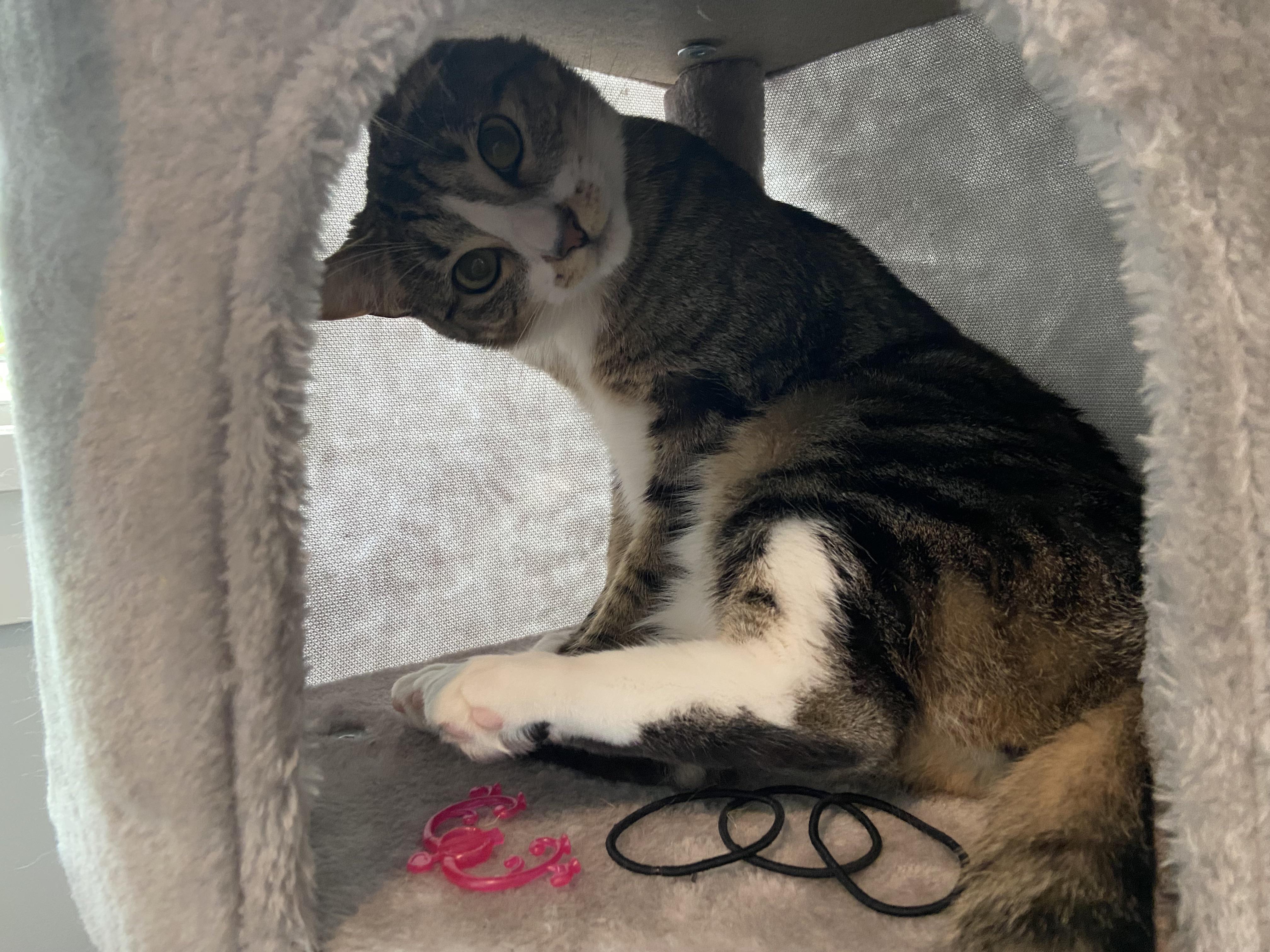 Jade has an expensive drawer full of cat toys yet her favourites are