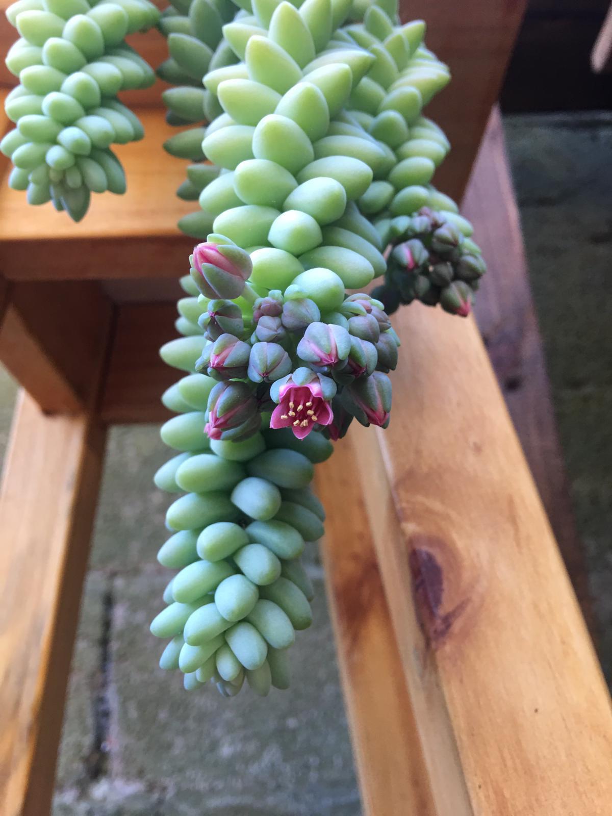 Blooming Burrito r/succulents