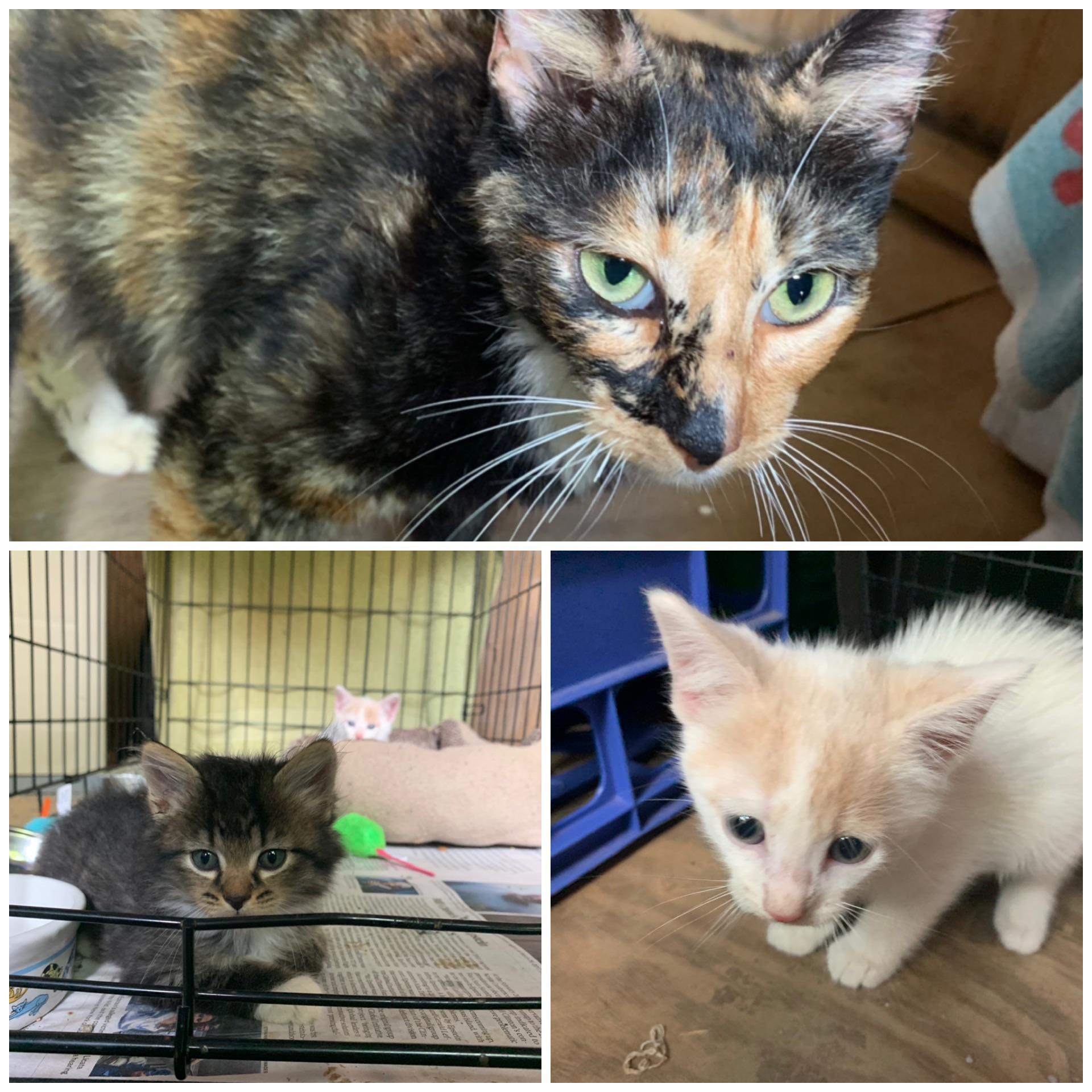 For anybody that remembers mama cat and two kittens I rescued earlier